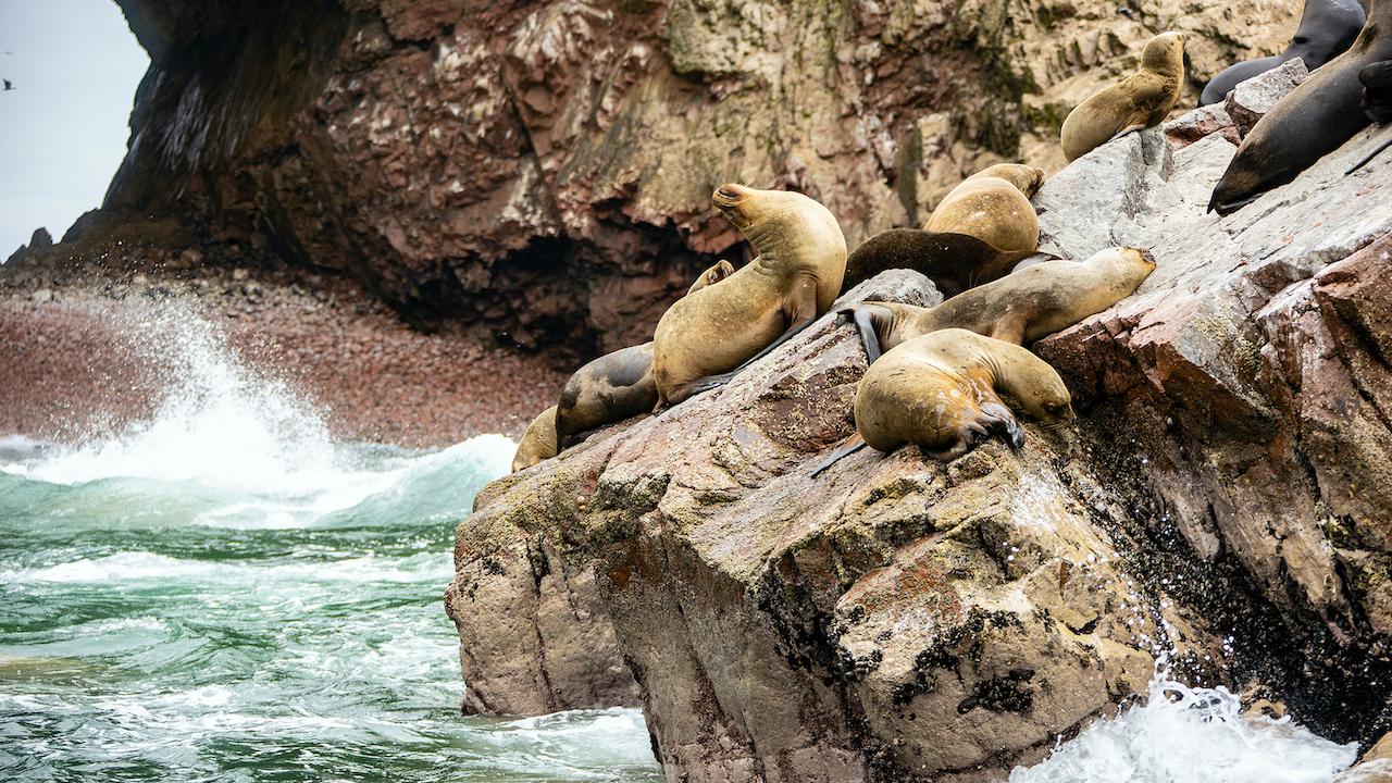 How Are South America’s Pacific Coast and the Andes Mountains are a Photographer’s Dream?