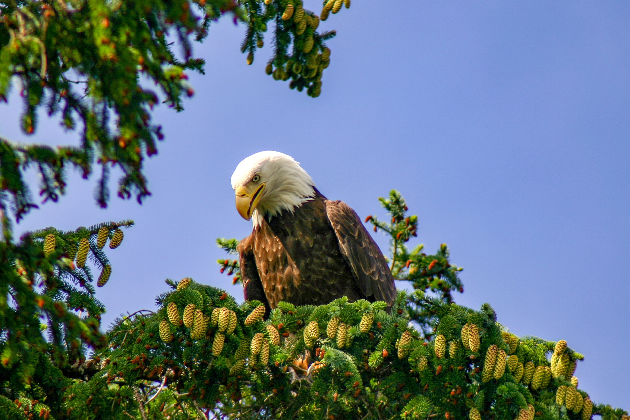 A bald eagle takes a break from hunting in Sitka, Alaska./Shutterstock