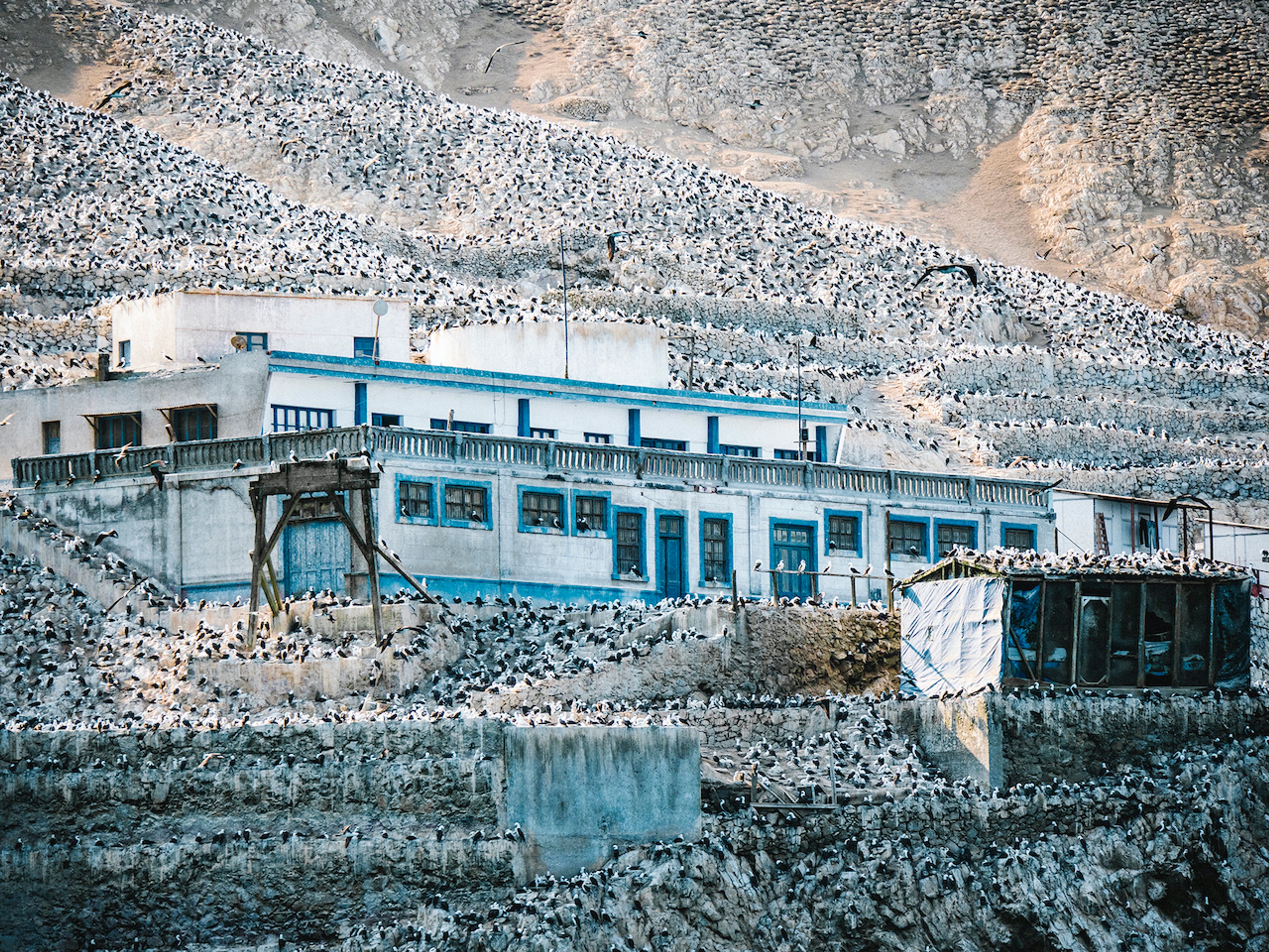 Bird colonies literally cover the rocky landscape in Peru's Isla Guañape./Ross Vernon McDonald