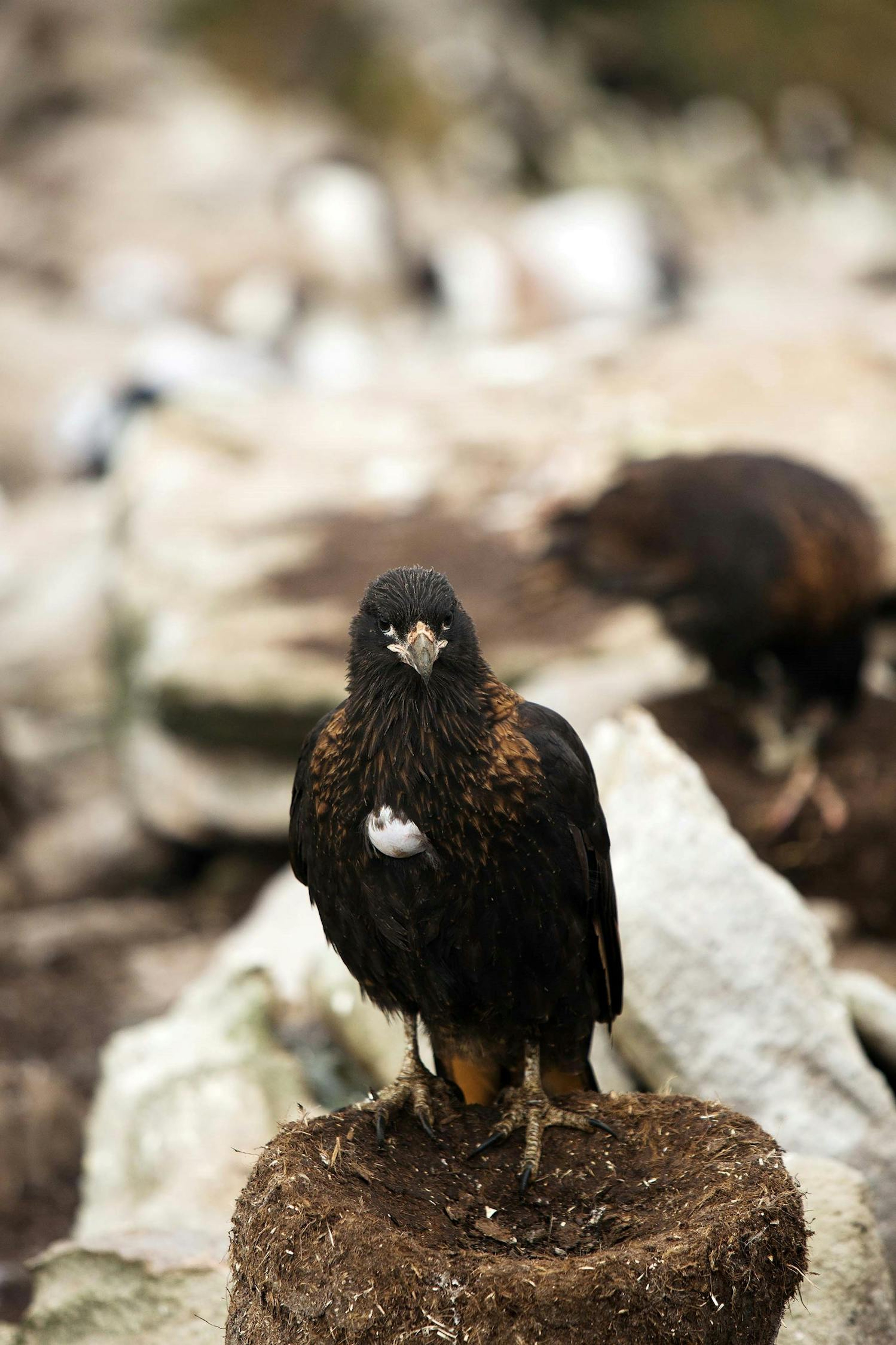 Striated caracaras build their nests along coastal cliffs./Lucia Griggi