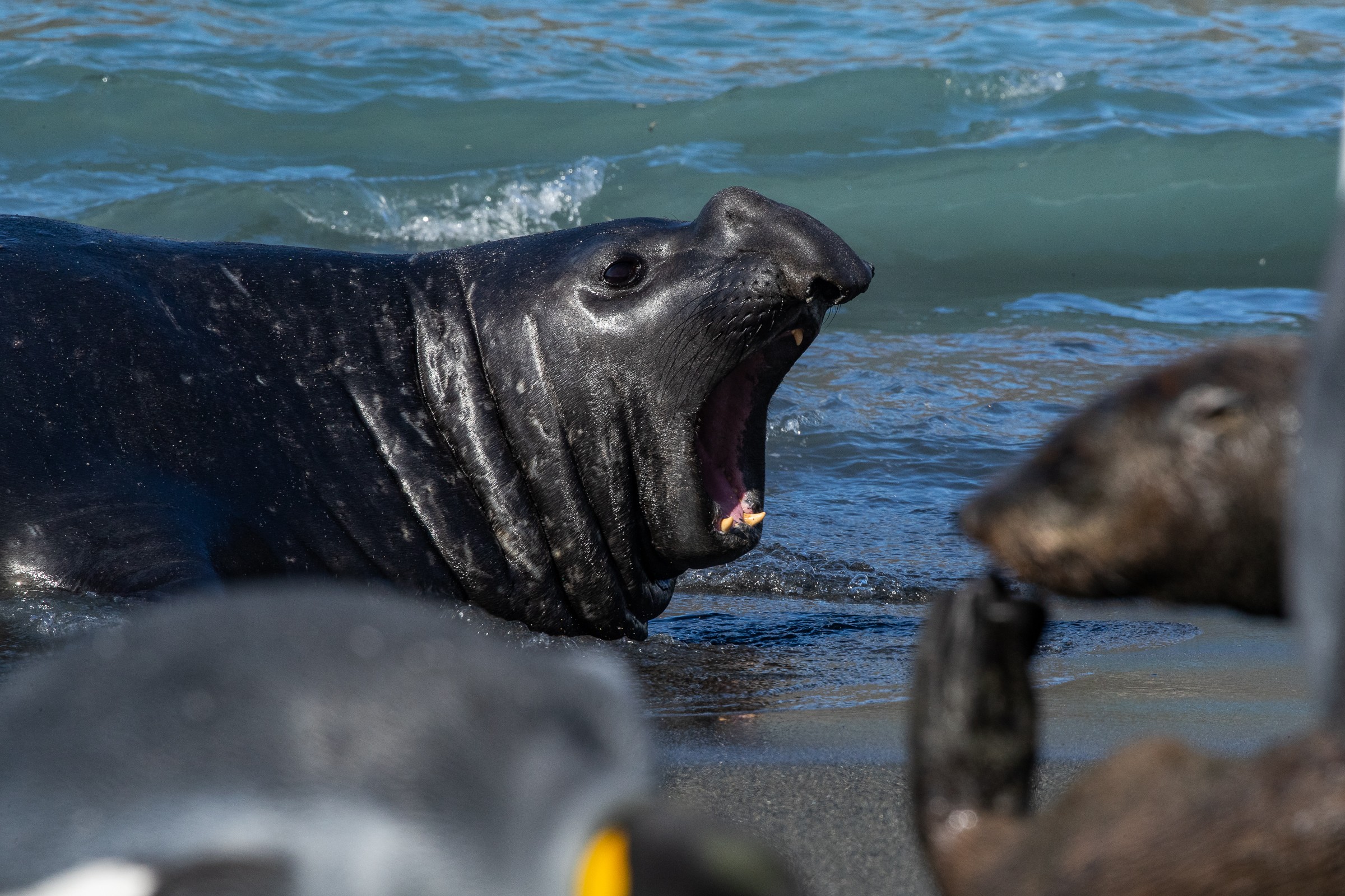 Elephant Seals in Gold Harbour, Antarctica./Benn Berkeley