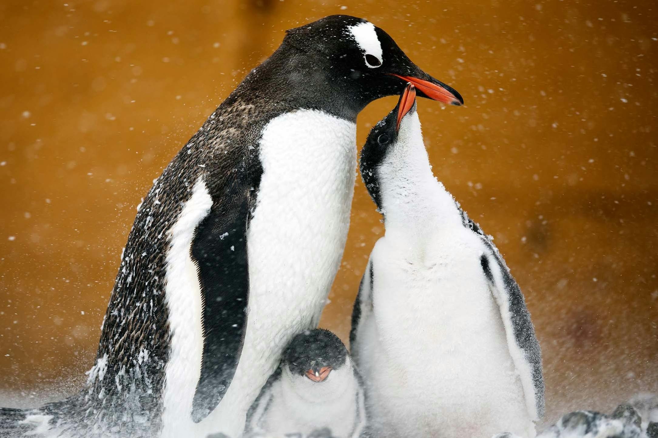 A gentoo penguin and its chicks, Esperanza Station, Antarctica/Lucia Griggi
