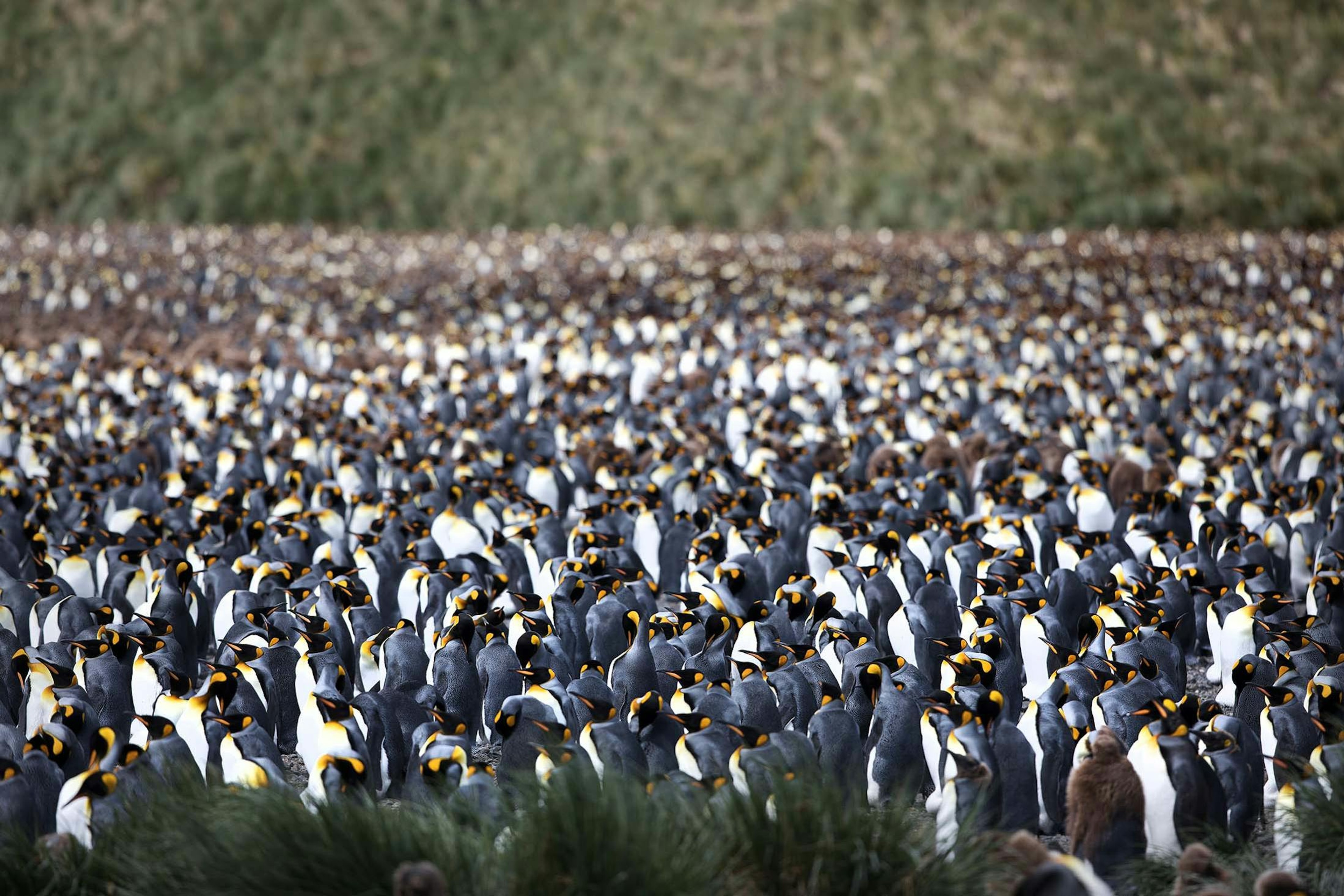 A vast colony of King Penguins on South Georgia's Salisbury Plain./Lucia Griggi