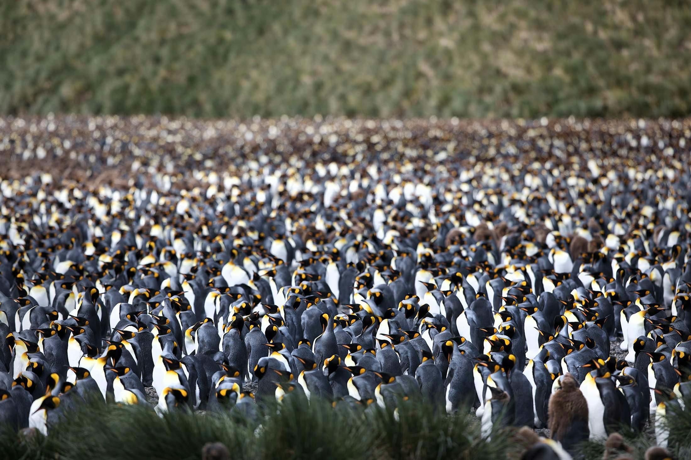 A vast colony of King Penguins on South Georgia's Salisbury Plain./Lucia Griggi