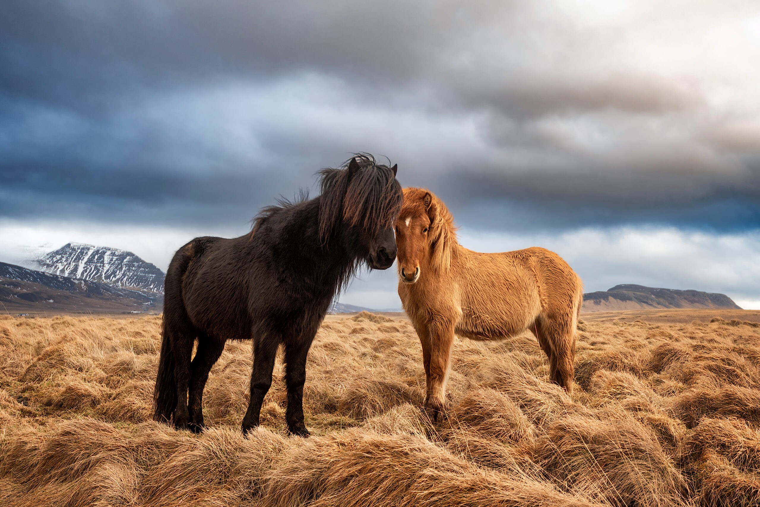 A black Icelandic horse in rural countryside of Iceland during the winter. Icelandic ponies generally stand a little less than 5 feet at the withers.