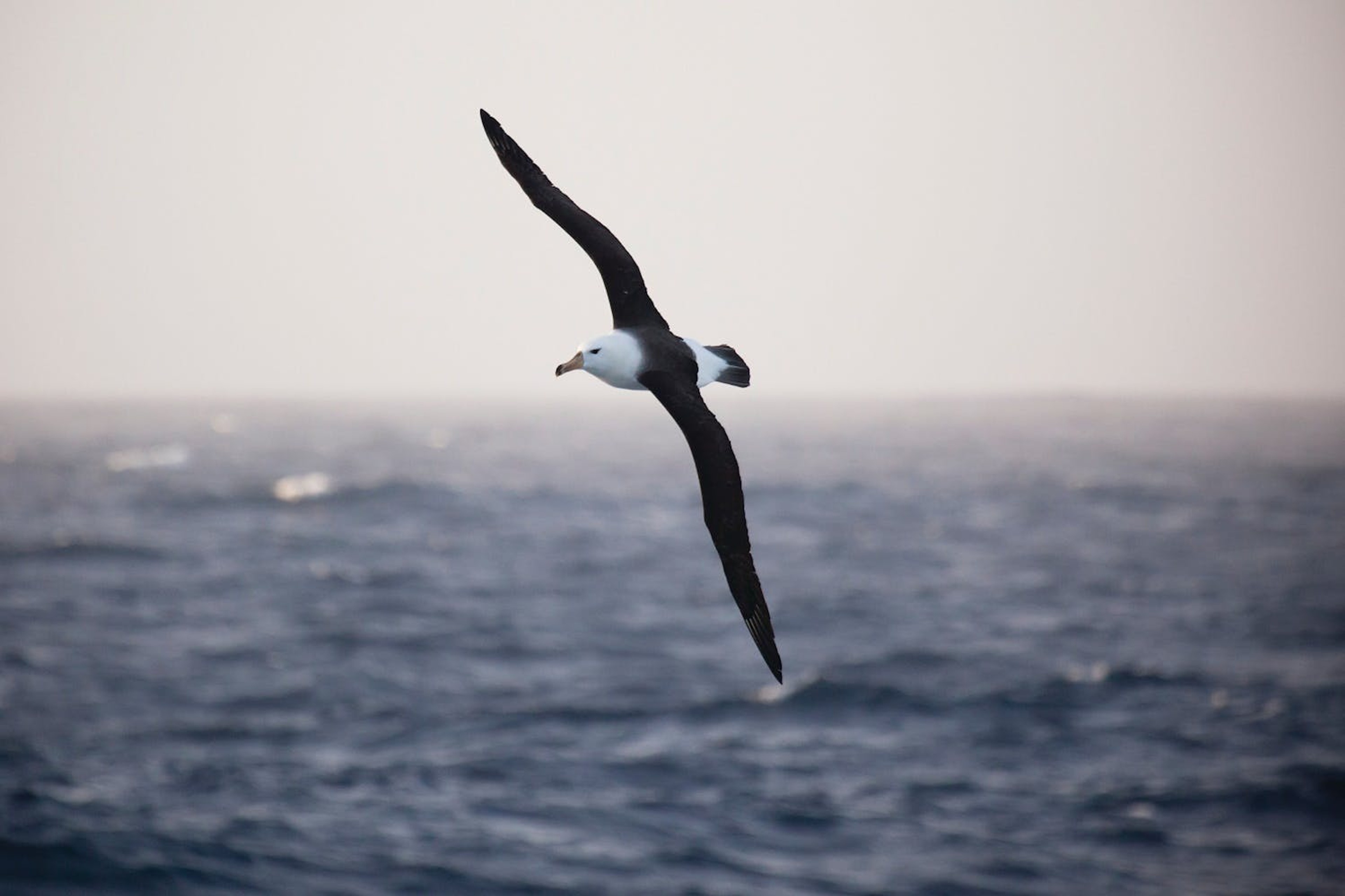 Albatrosses can be seen from the deck of the ship, on departure from Ushuaia/Richard Sidey