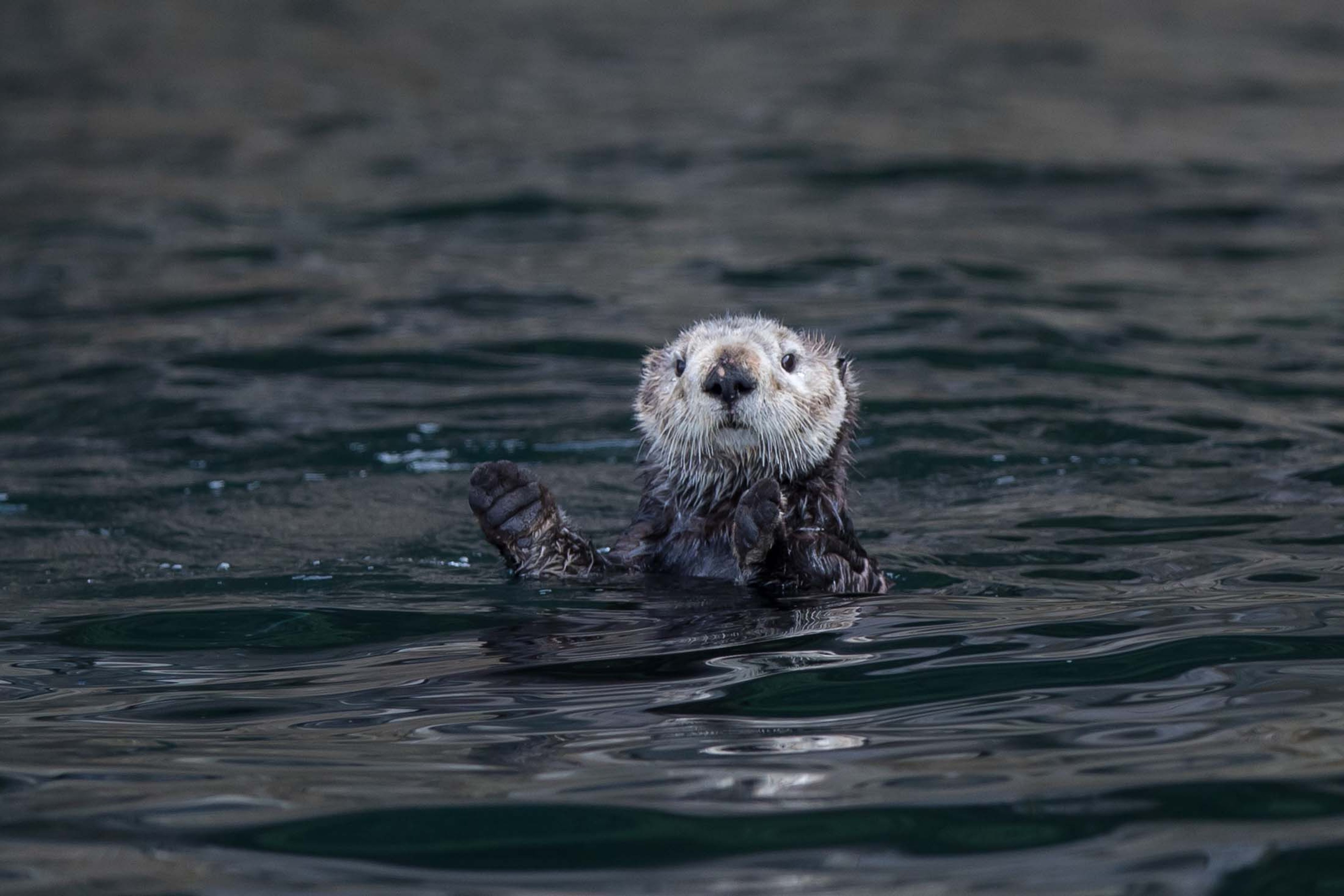 Spotting sea otters in Alaska./Lucia Griggi