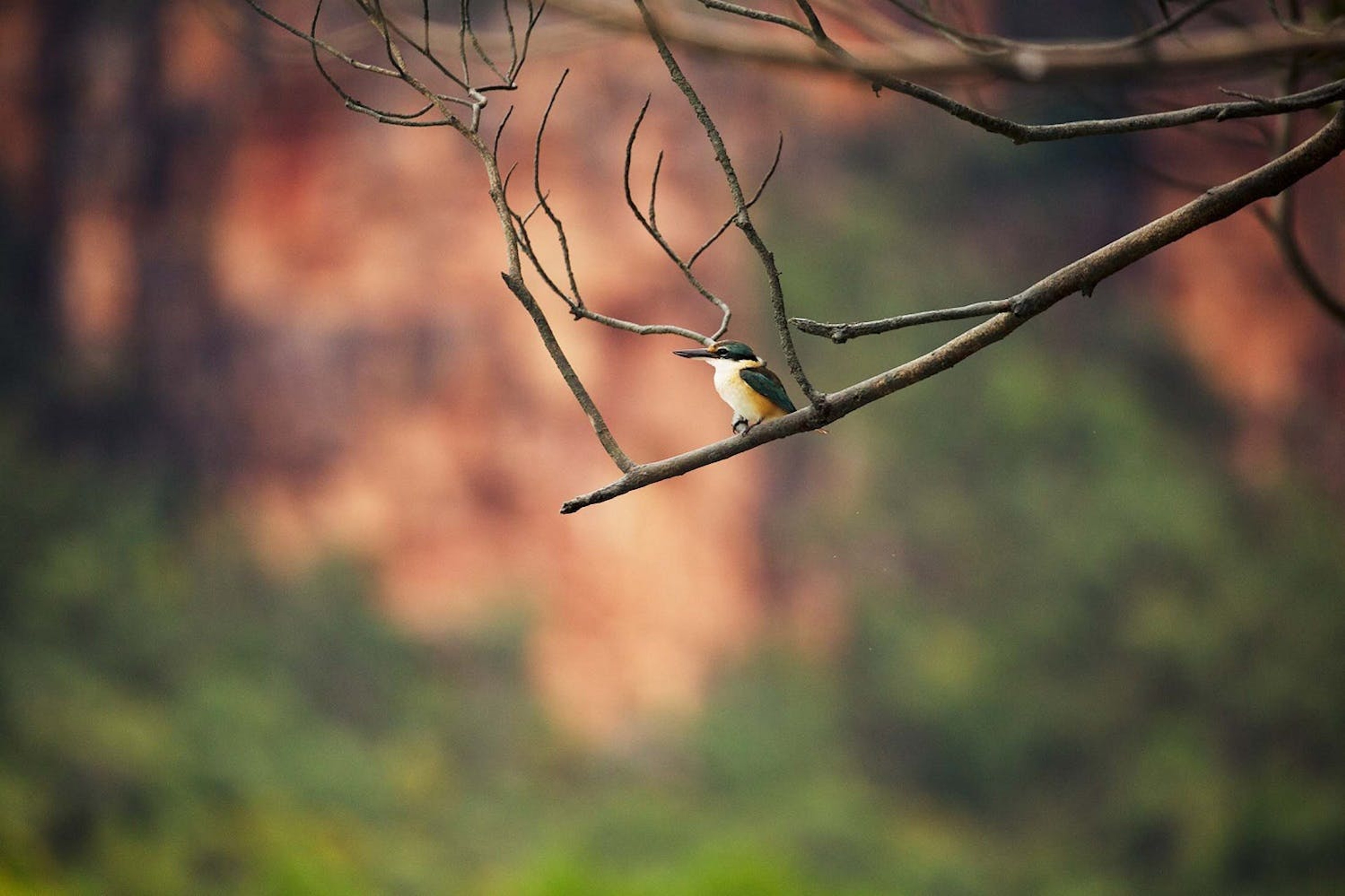Wildlife thrives in Porosus Creek. Pictured here, a sacred kingfisher./Denis Elterman