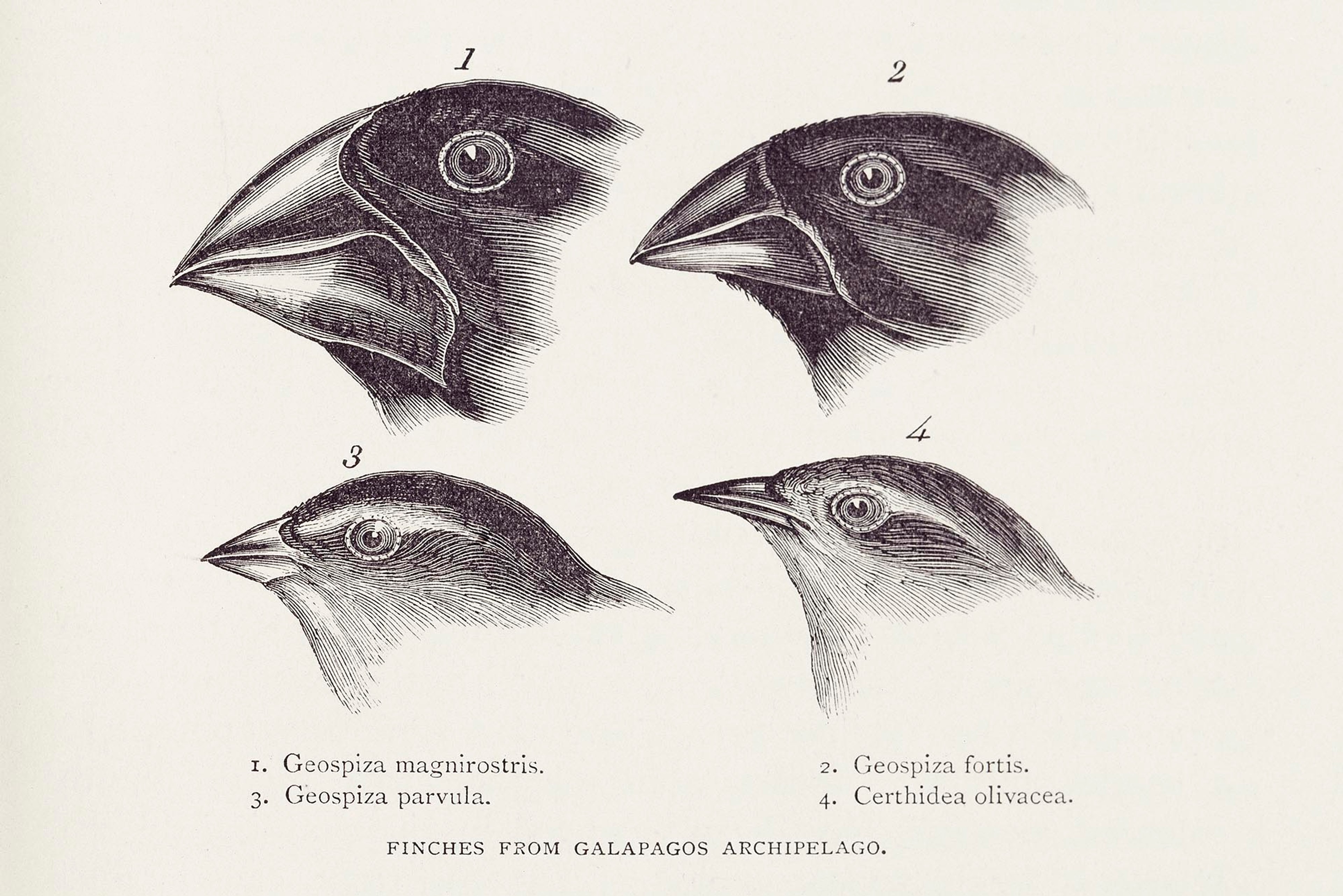 Darwin observed that finches and mockingbirds of the Galapagos had distinctively different characteristics/Royal Geographical Society (with IBG)
