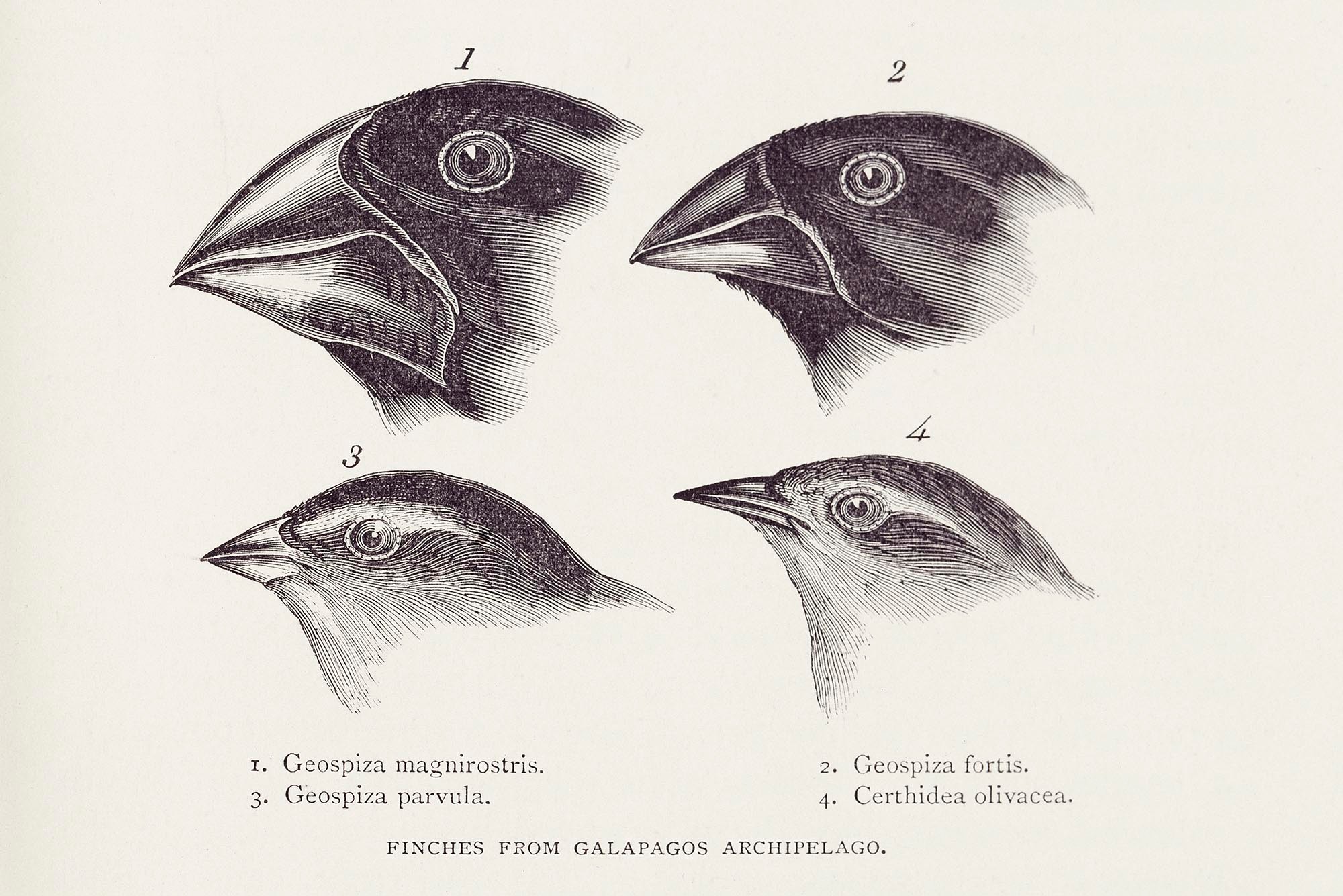 Darwin observed that finches and mockingbirds of the Galapagos had distinctively different characteristics/Royal Geographical Society (with IBG)
