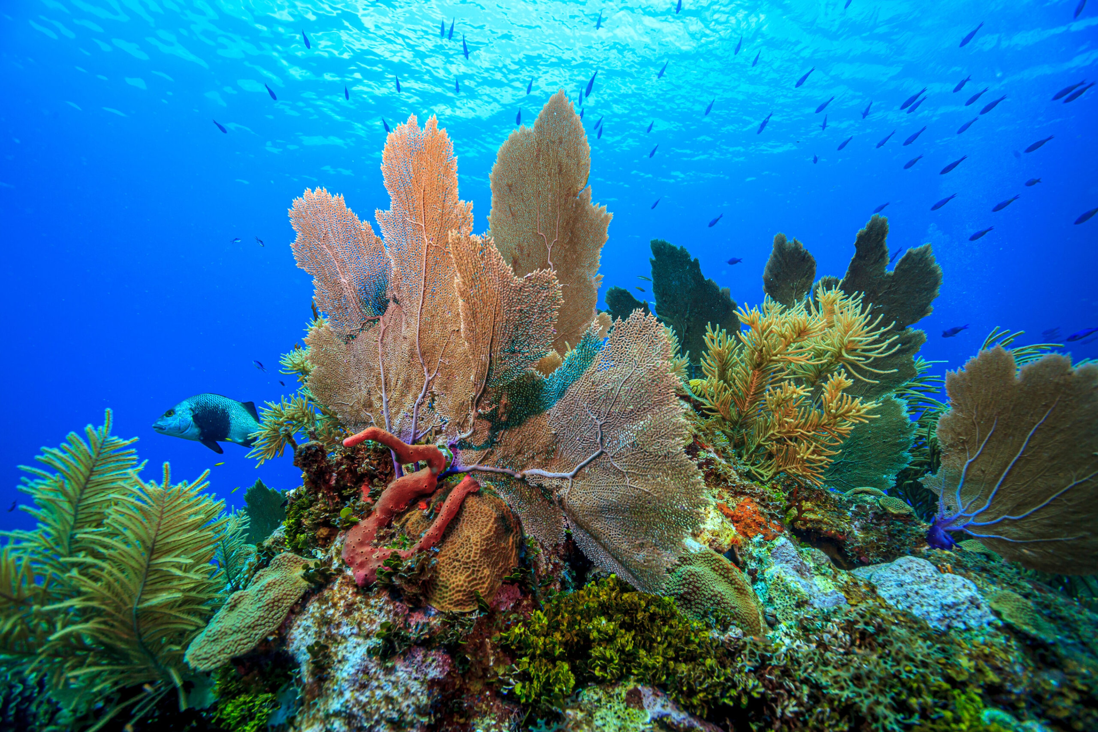 Some of the best views in Bonaire are under the water, thanks to its coral reefs./Shutterstock