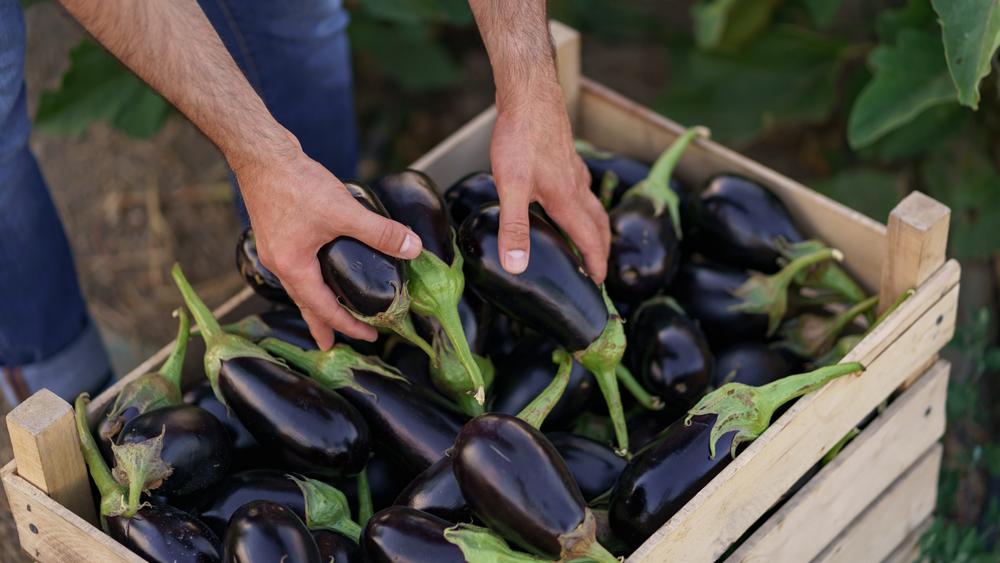 S.A.L.T. Lab Lessons: Learning Recipes and Exploring Things to Do in Sorrento