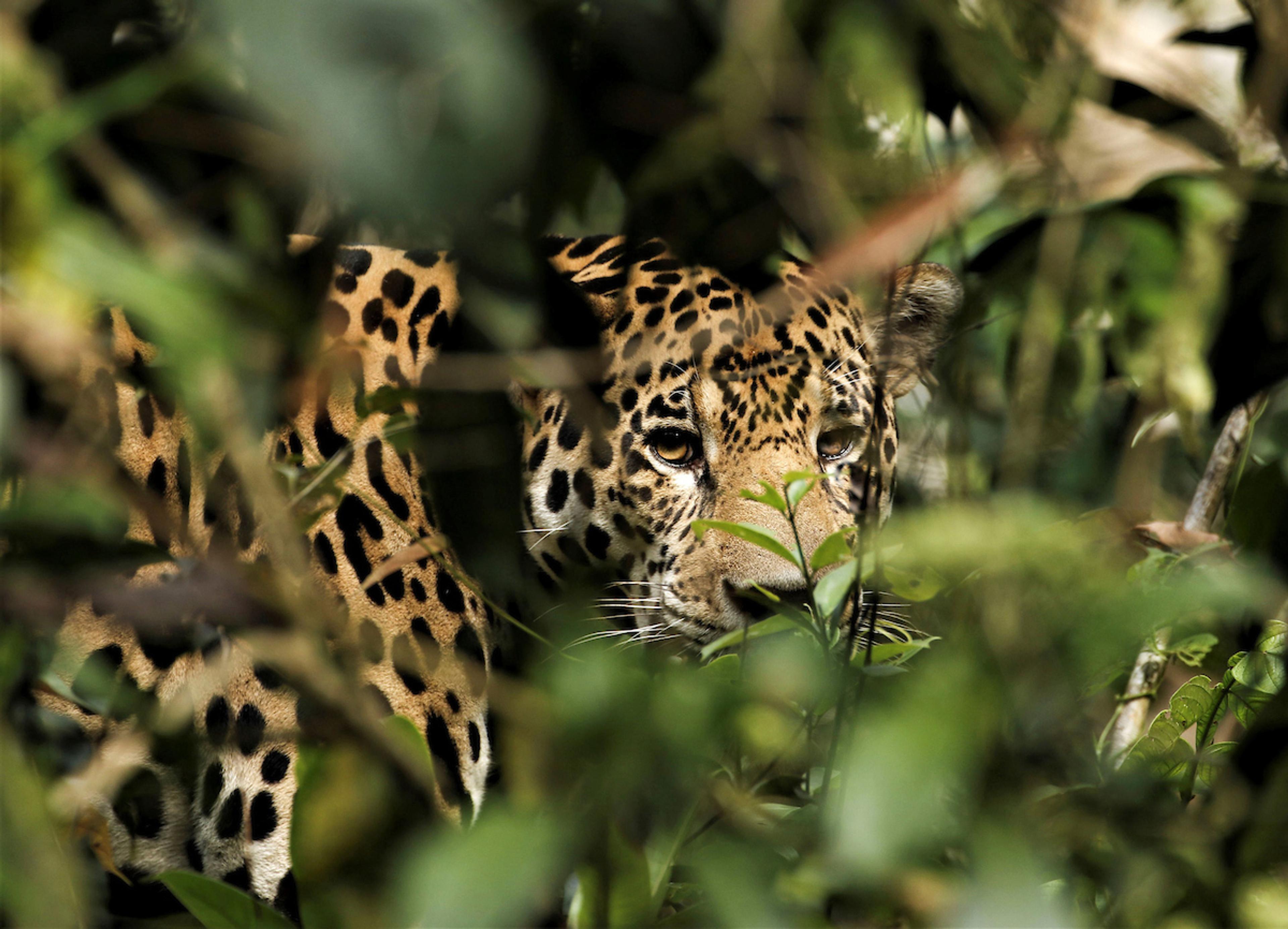 The Amazon Rainforest is home to numerous animal species, including the rare jaguar/Shutterstock