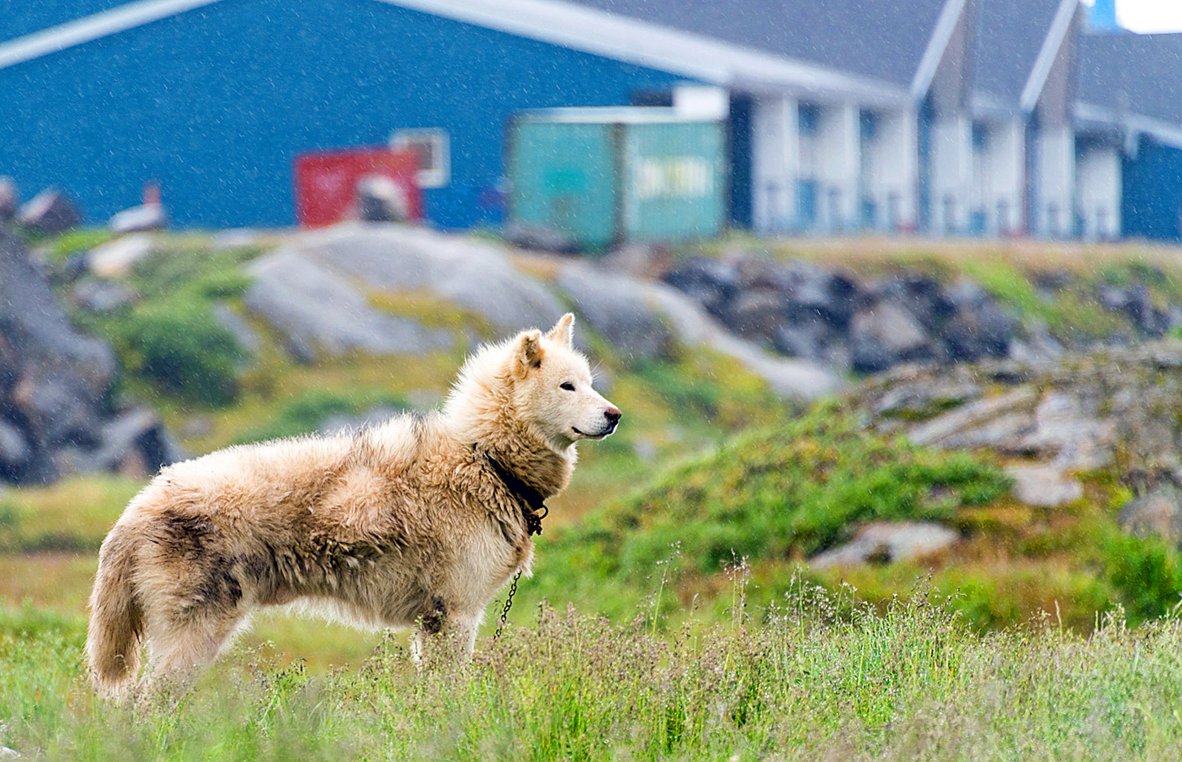 Husky in Sisimiut, Greenland/Photo by David Swanson for Silversea