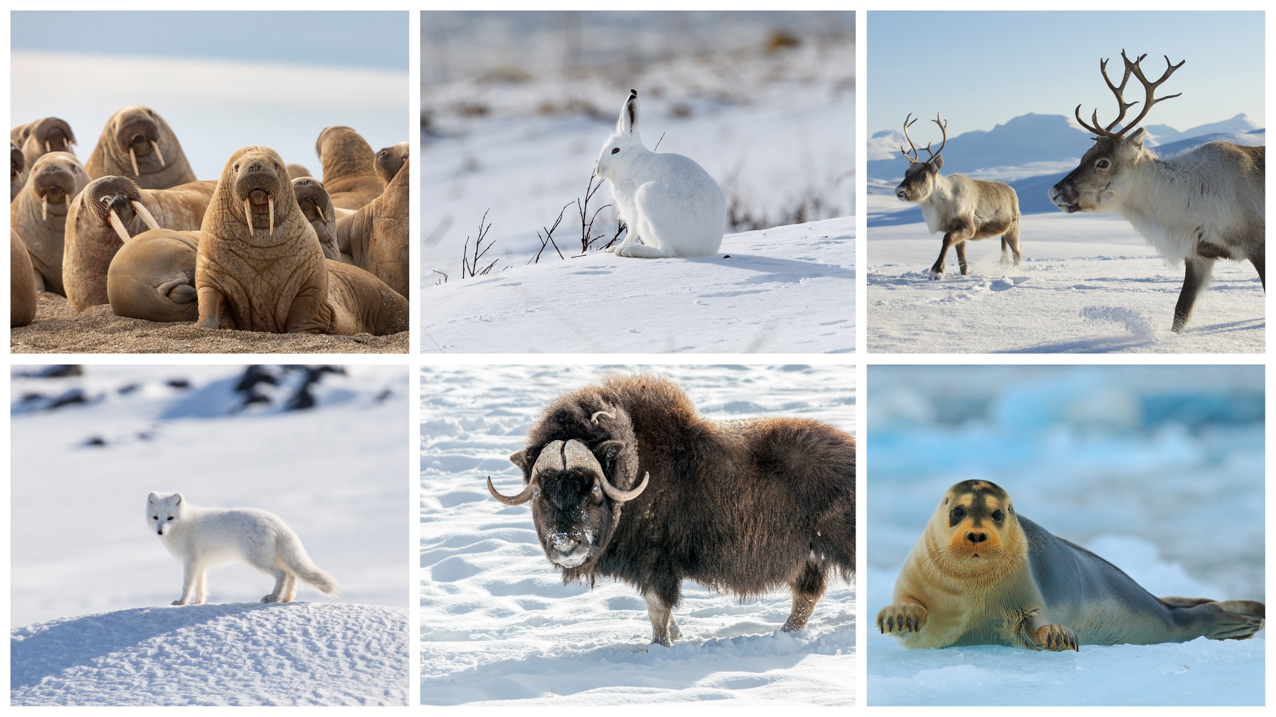 In the Arctic, you may see, clockwise from upper left, walrus, Arctic snow hare, reindeer, bearded seal, musk ox and Arctic fox./Shutterstock