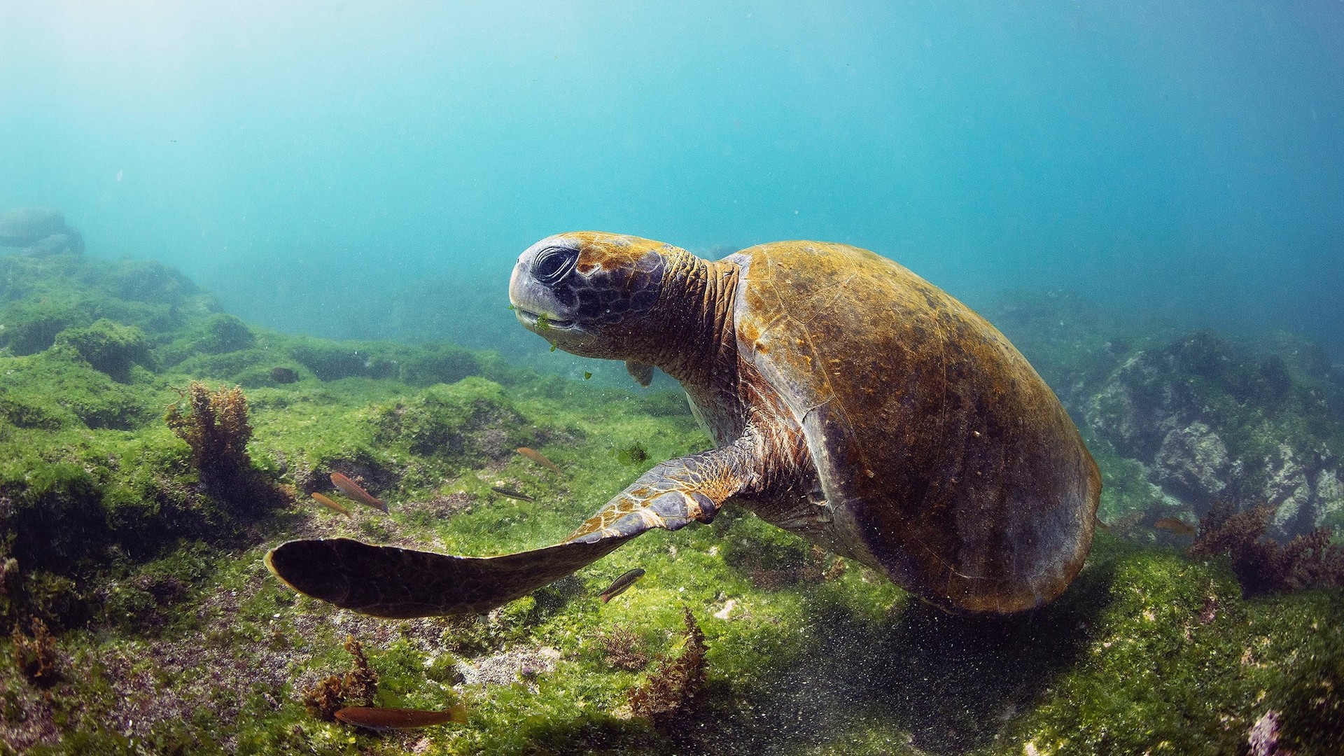 Filming Pacific Green Sea Turtles