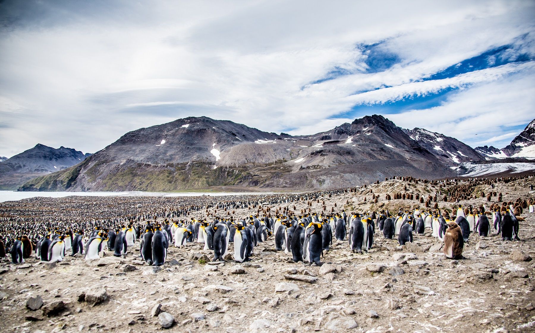 What We Learned While Filming South Georgia’s King Penguin Colony