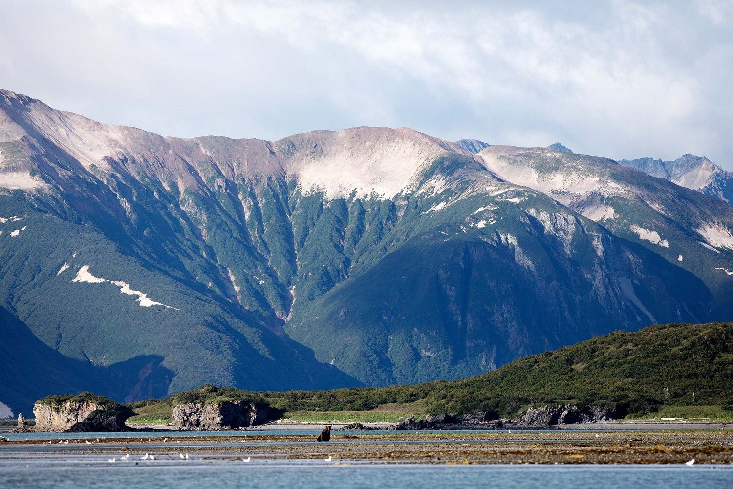 A lone brown bear surveys Kukak Bay in Katmai National Park, Alaska./Lucia Griggi