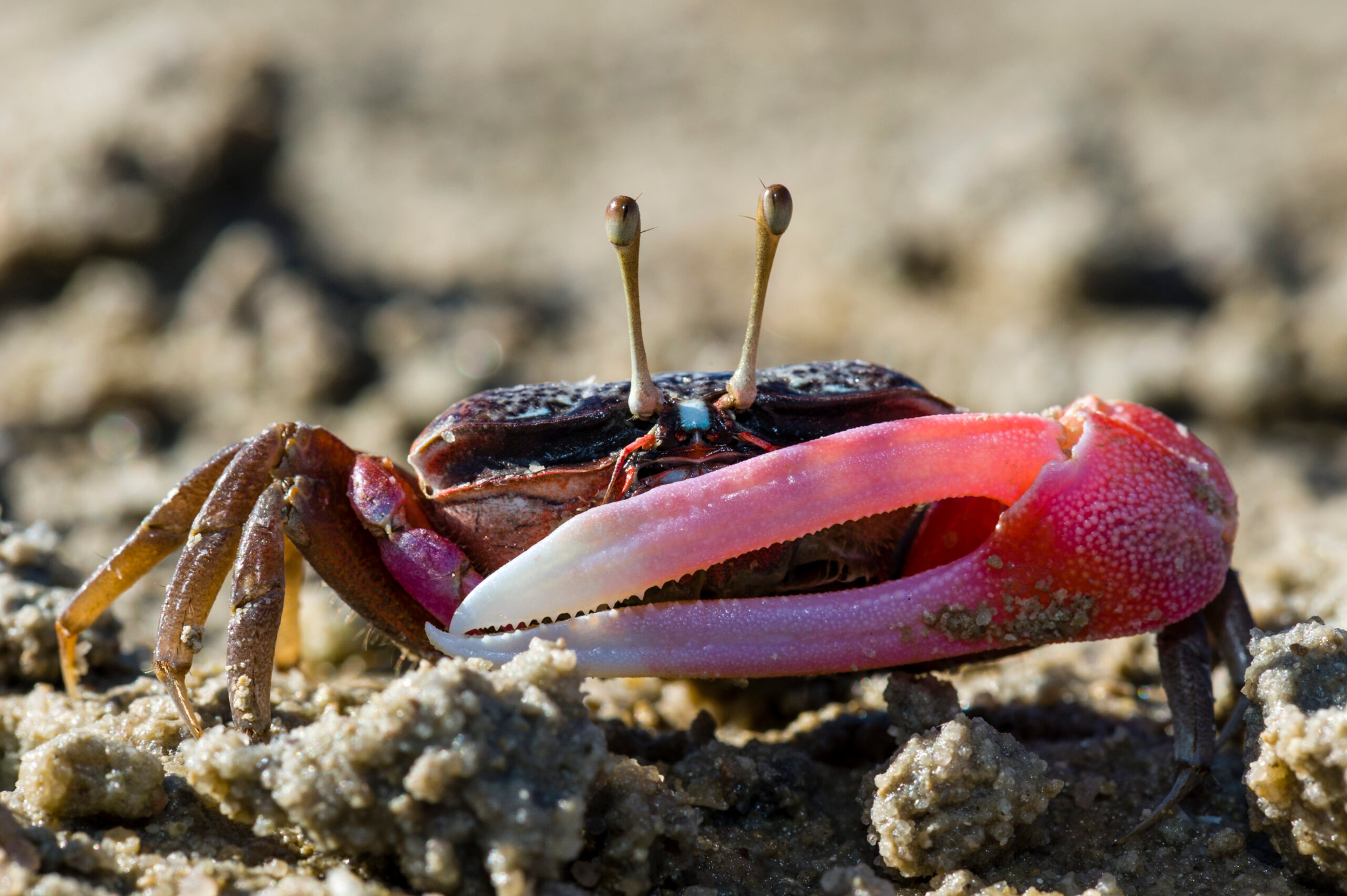 A male fiddler crab use the big claw to try to attract females./Getty Images