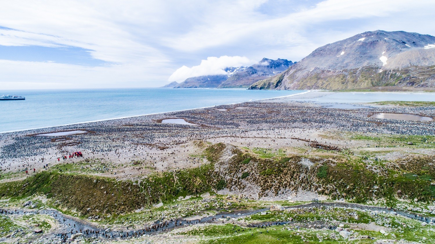 An aerial view of the vast King Penguin colony of St. Andrews Bay, South Georgia/Ross Vernon McDonald
