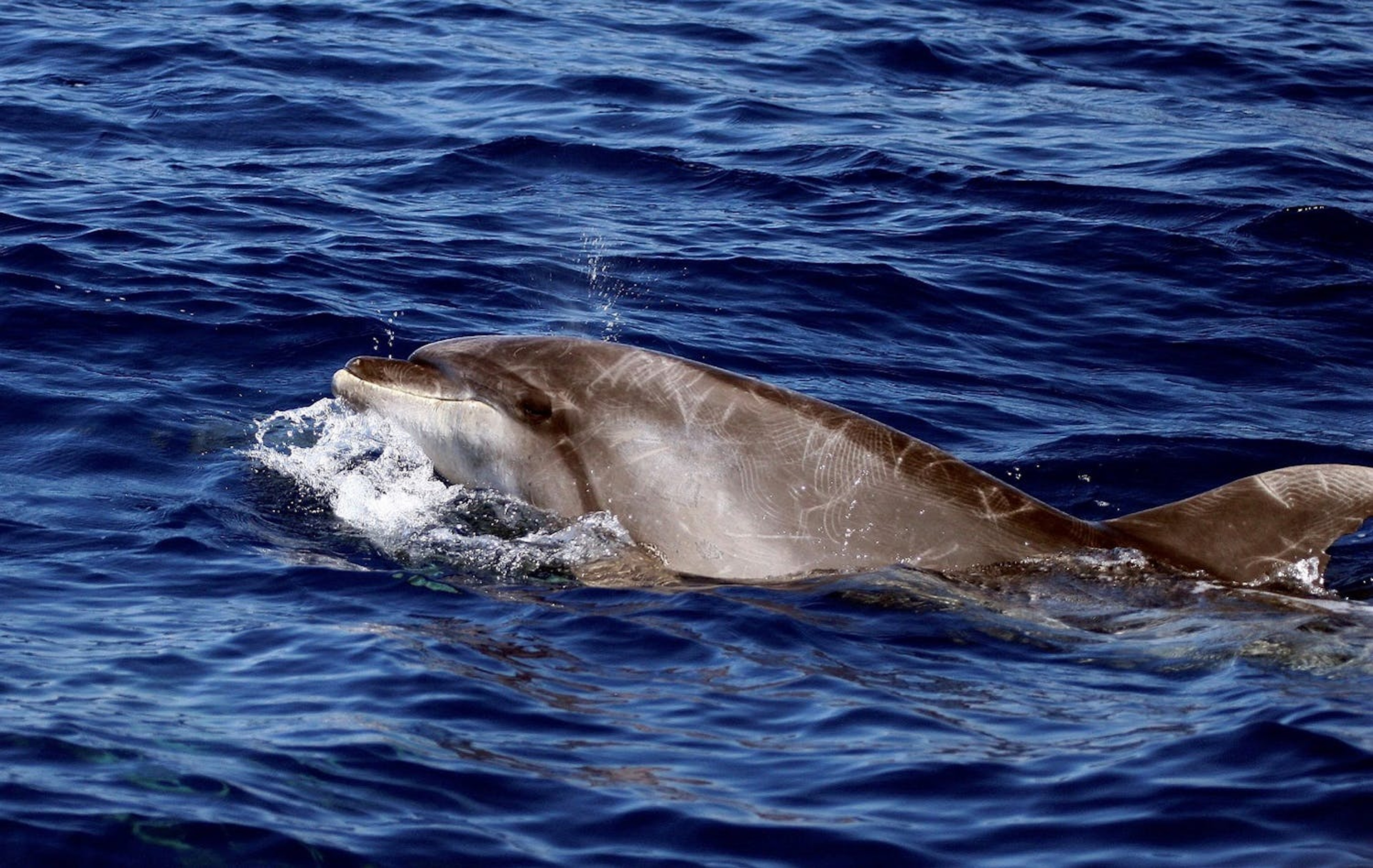 Dolphins can often be spotted porpoising alongside Silversea's ships./ORCA