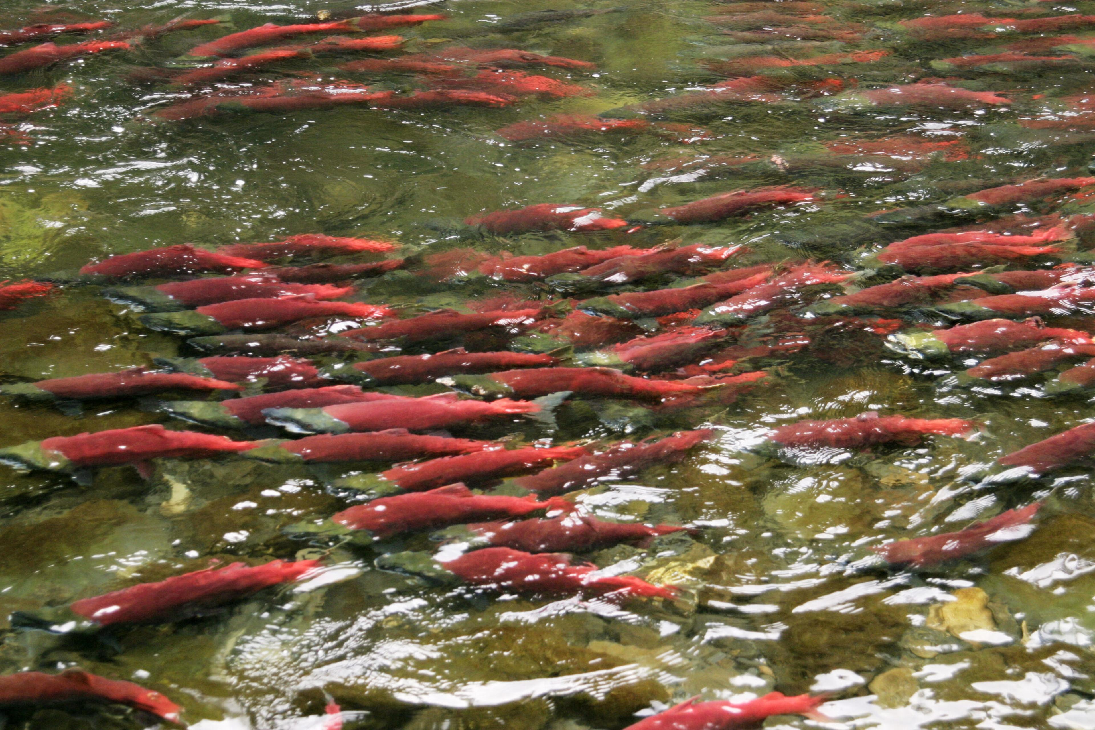 Sockeye salmon spawning on the Kenai Peninsula, Alaska. Sockeye and king seem to be local favorites./Shutterstock