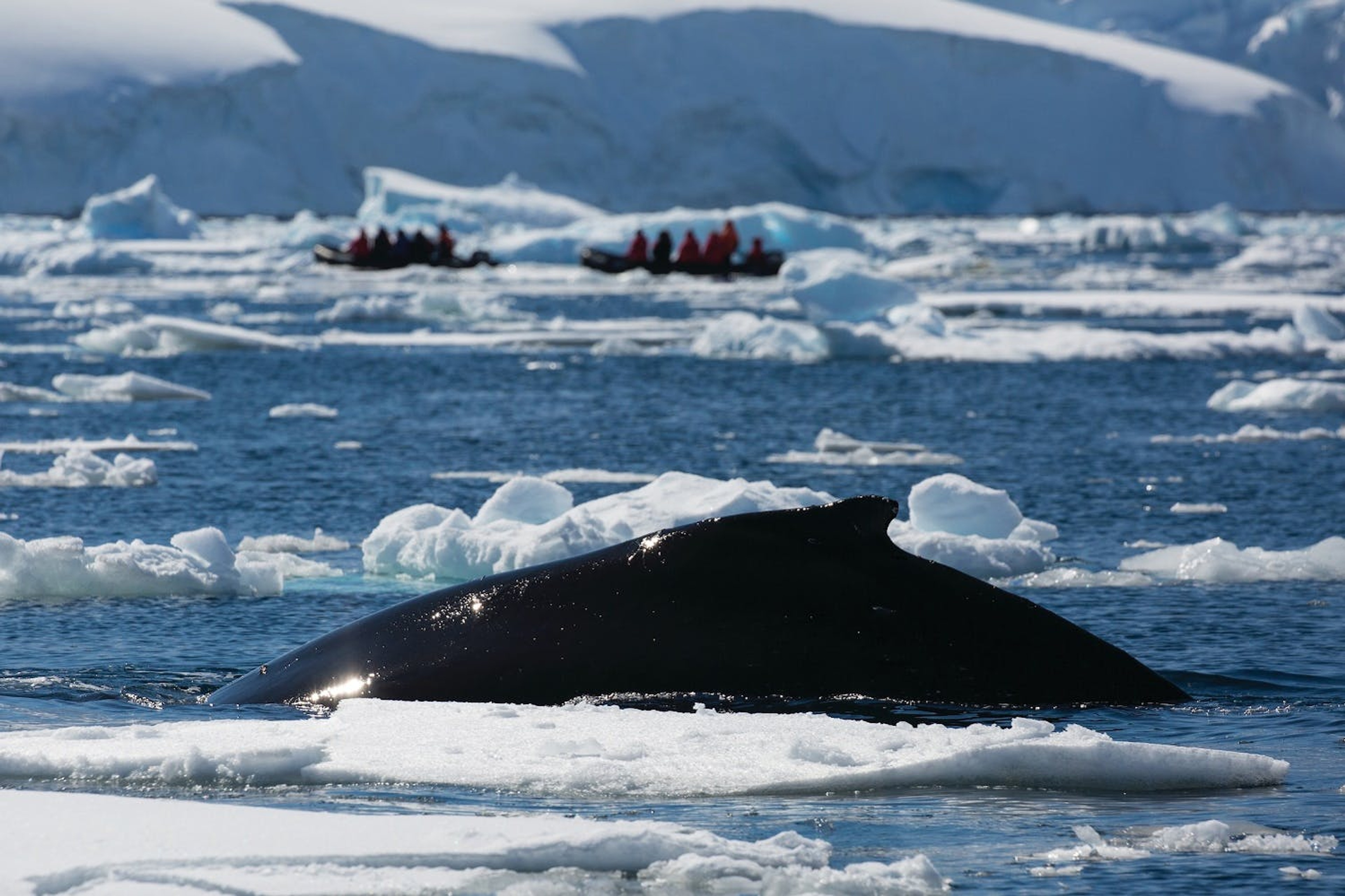 Zodiacs enable Silversea's guests to enjoy a prime view of the destinations from the water level. Here, travelers pass a humpback whale./Ray Stranagan