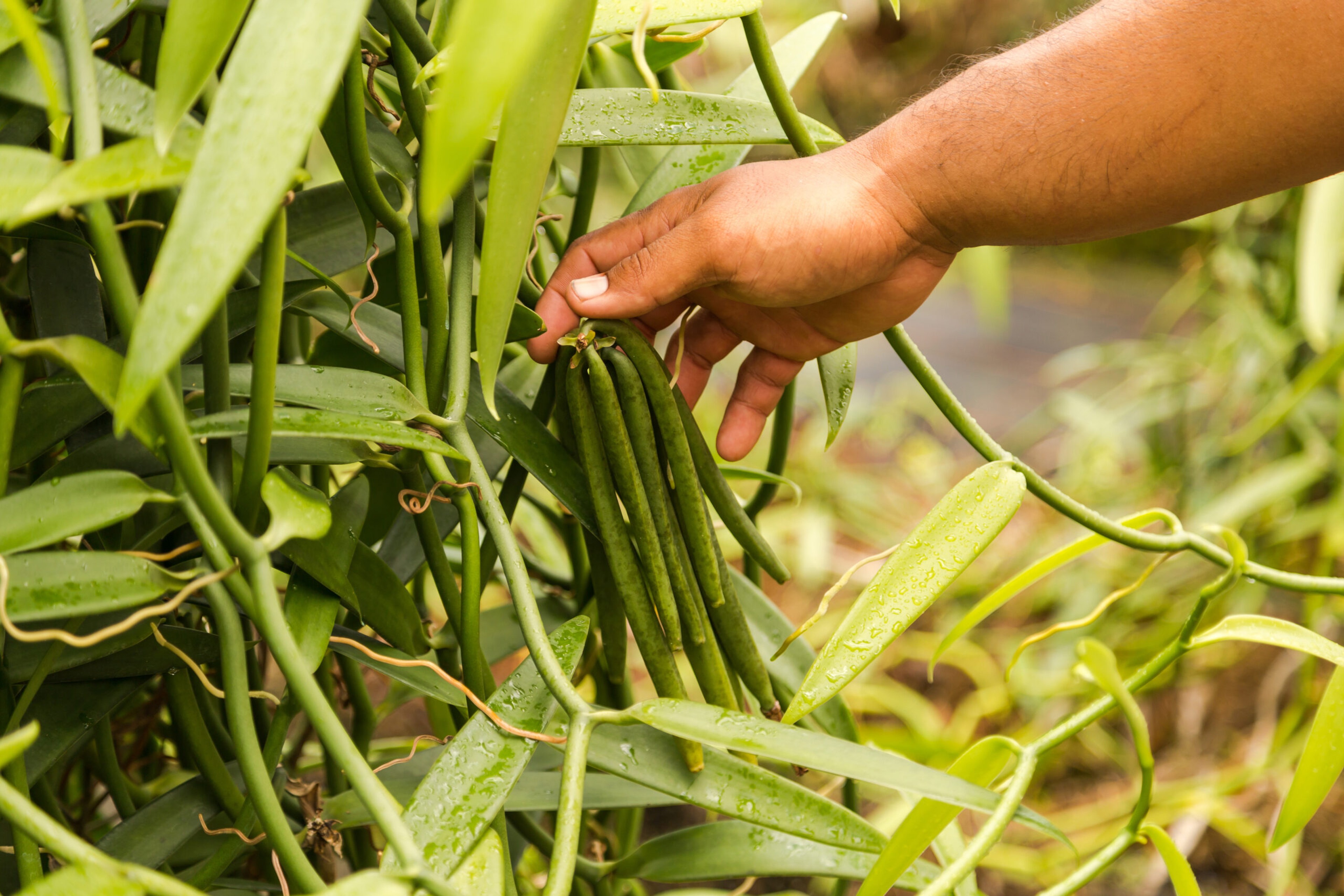 Vanilla growing in the Tahiti in French Polynesia. Its delicate flavor is unique, which makes it a favorite among some bakers, despite its price. Perfume makers also appreciate its scent./iStockPhoto