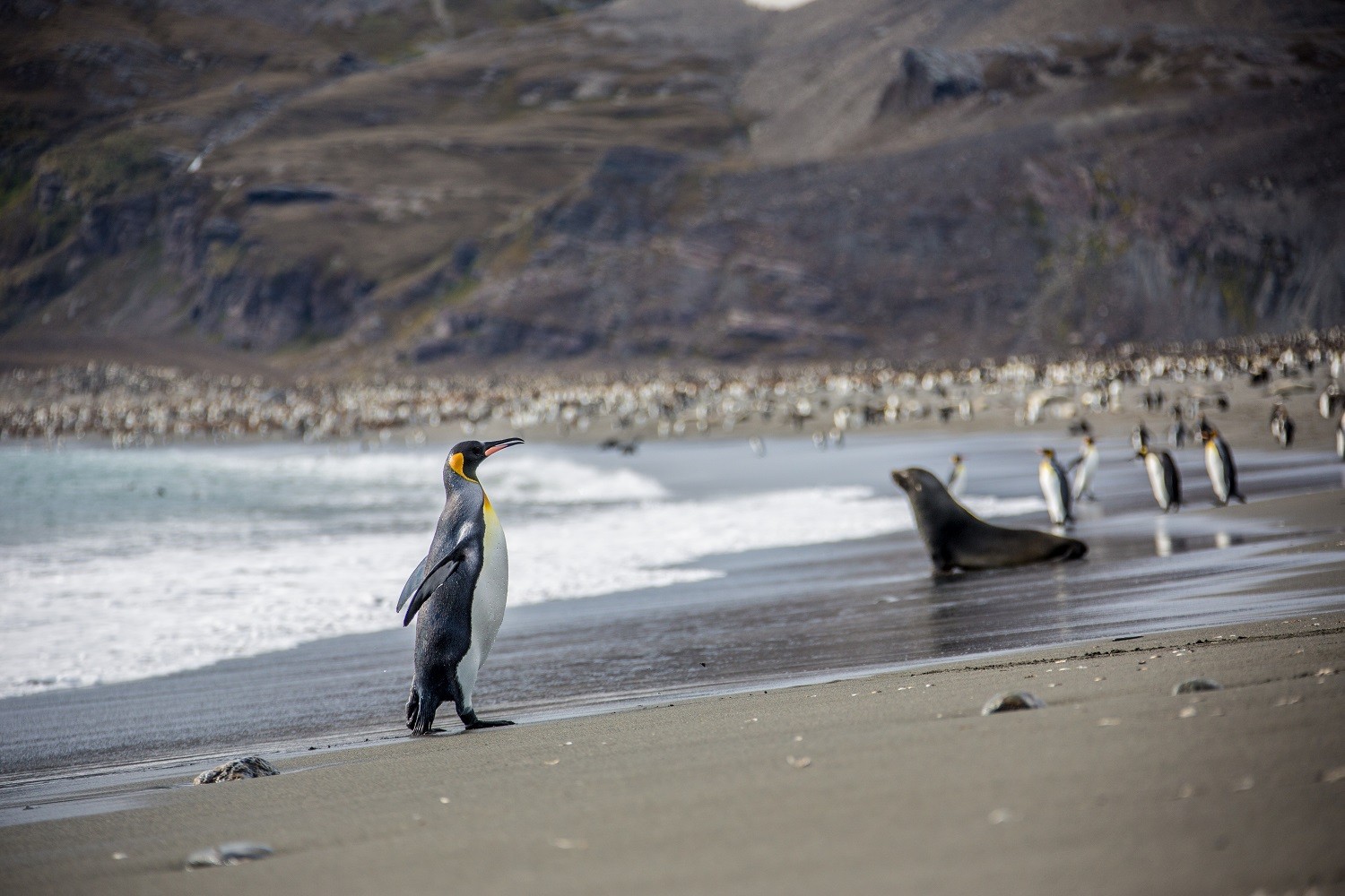 A King Penguin begins its waddle up the beach towards the colony in St. Andrews Bay, South Georgia/Ross Vernon McDonald