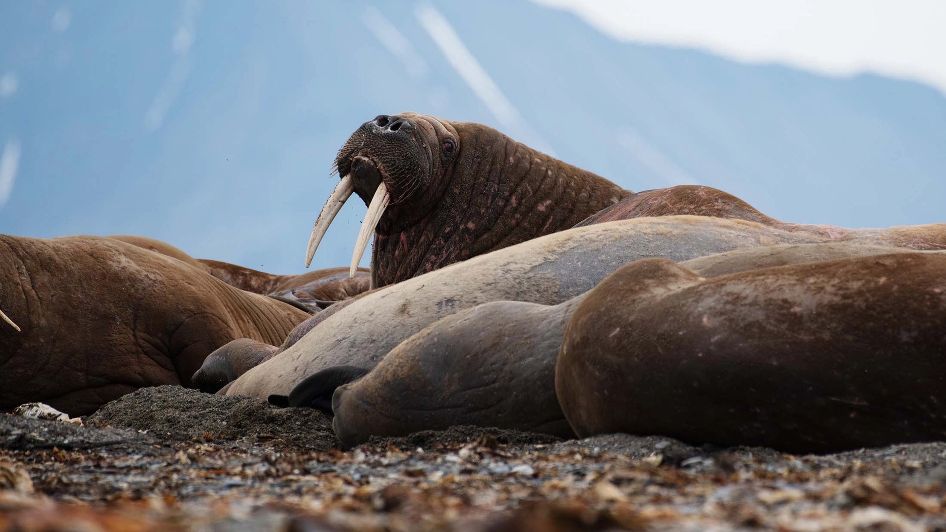 Among Arctic Animals: The Magnificent and Endangered Atlantic Walrus