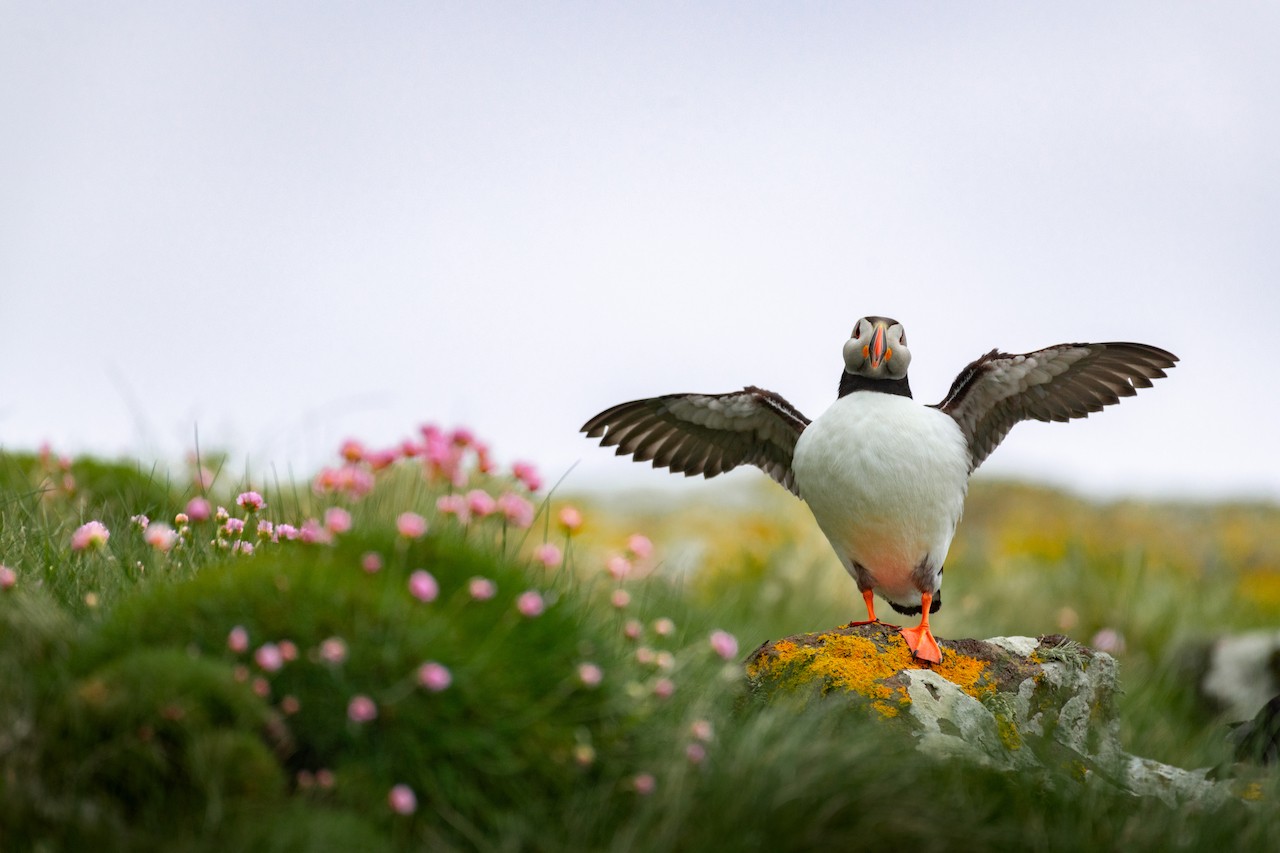 The clown-like appearance of the Atlantic puffin has endeared this species to photographers and filmmakers./Denis Elterman
