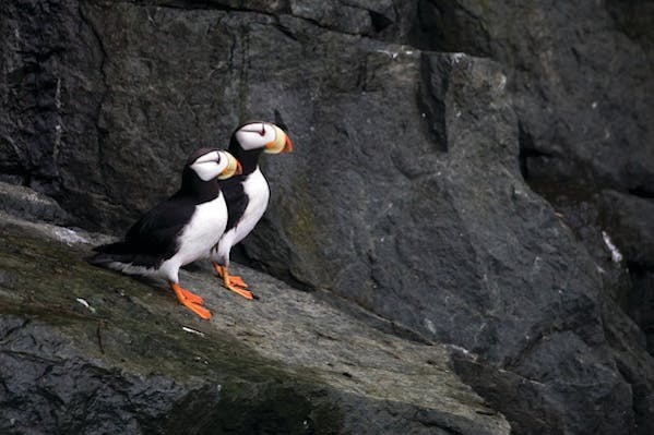 A Horned Puffin is a common sight during Arctic expedition cruises/Shutterstock