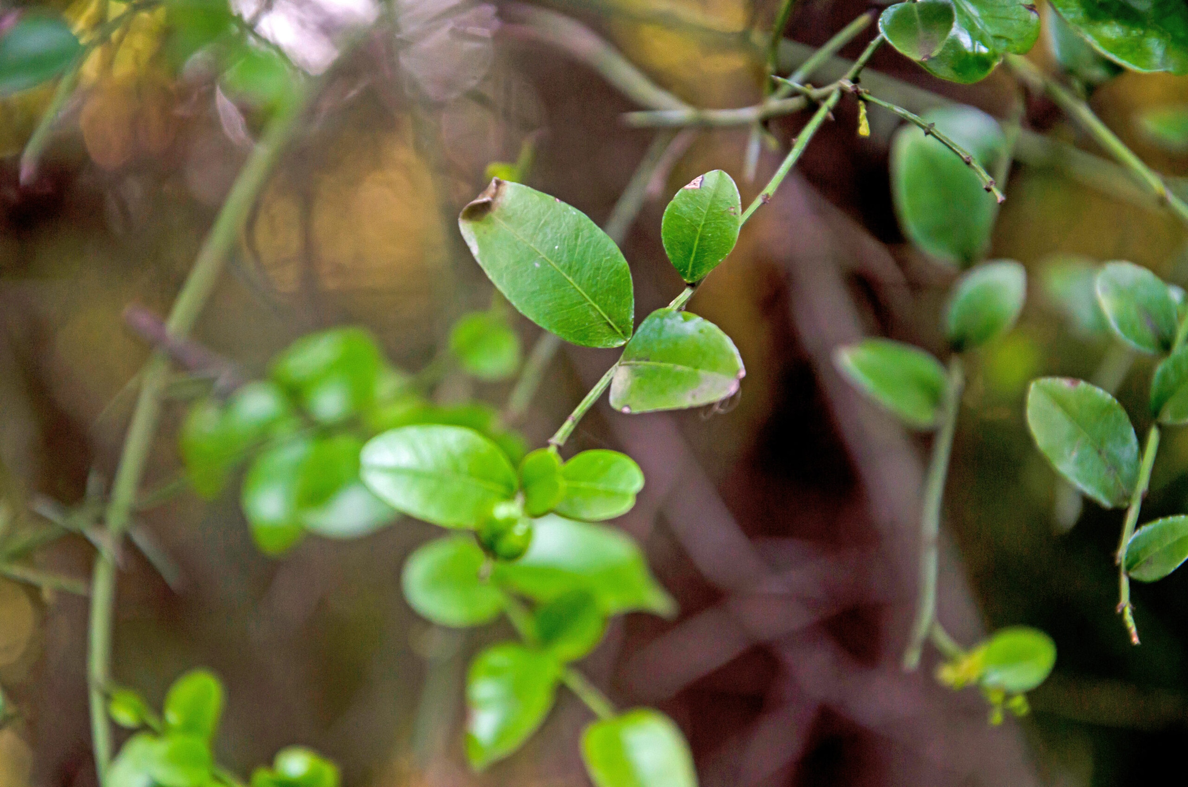 Scutia Buxifolia is a scruffy, spiny tree found in Uruguay, Argentina and Brazil, but its wood is part of the key to the flavor of fire-grilled meats./Shutterstock
