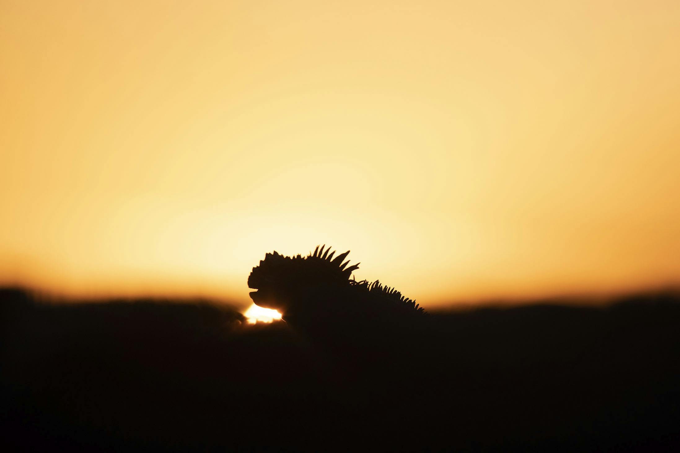 Marine iguanas vary in appearance between the islands of the archipelago./Lucia Griggi