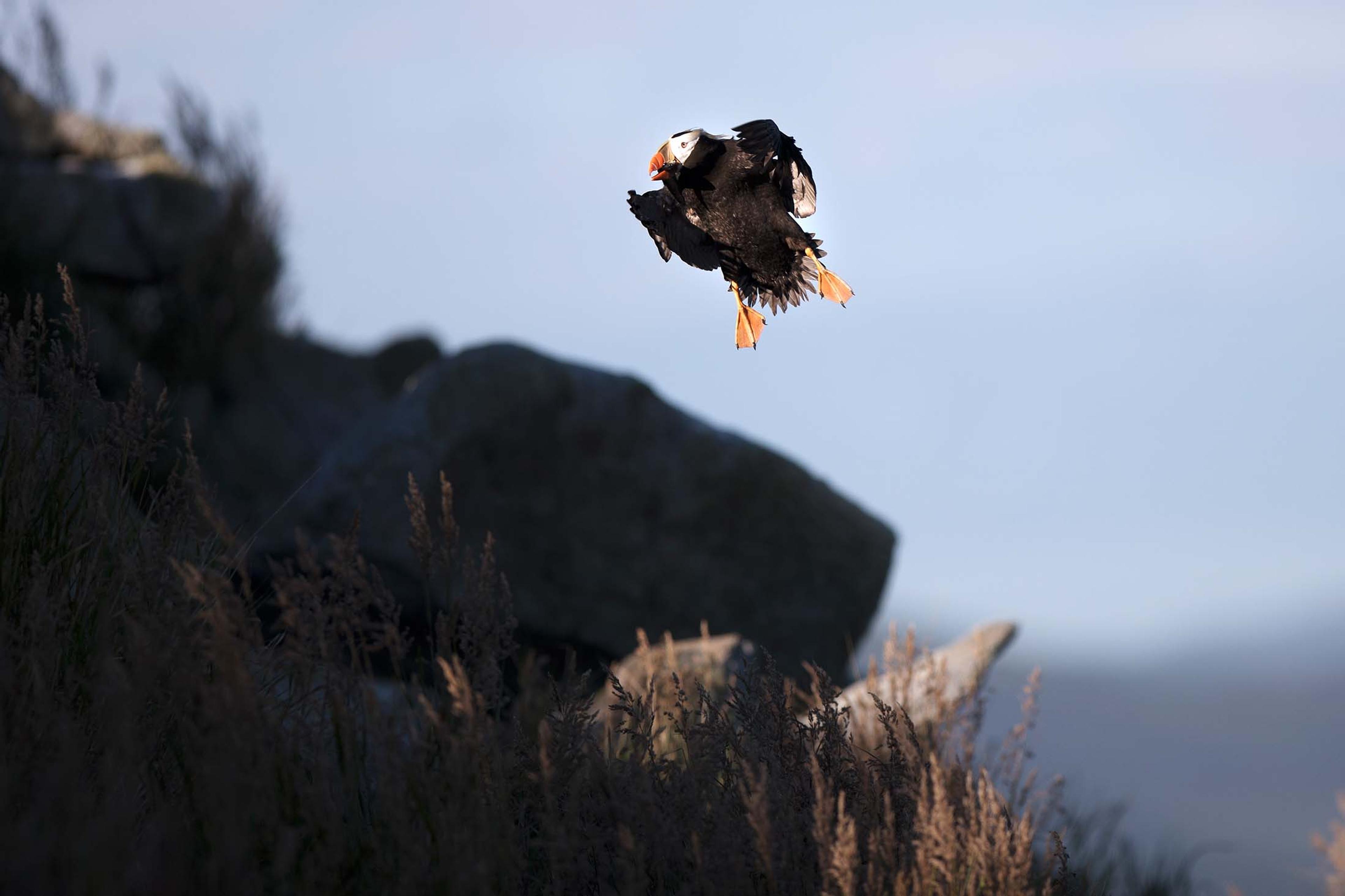 Tufted Puffin./Lucia Griggi