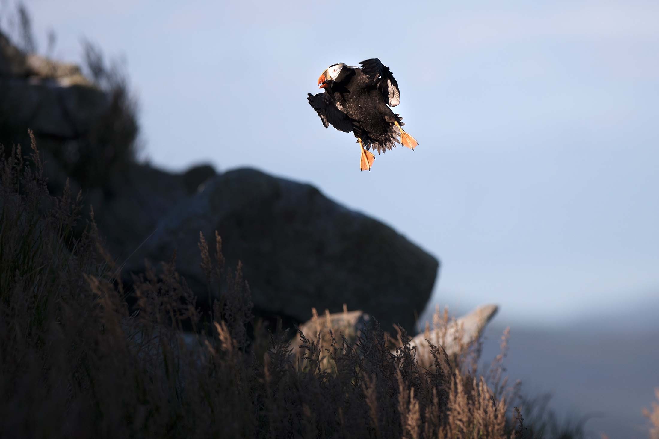 Tufted Puffin./Lucia Griggi