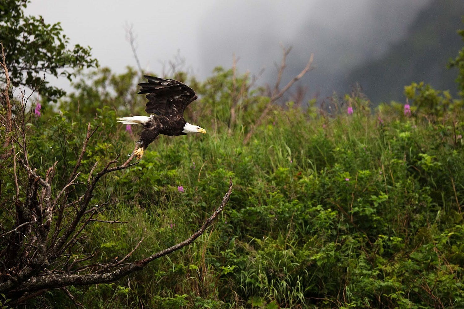 A bald eagle takes flight in Geographic Harbor, Alaska./Lucia Griggi