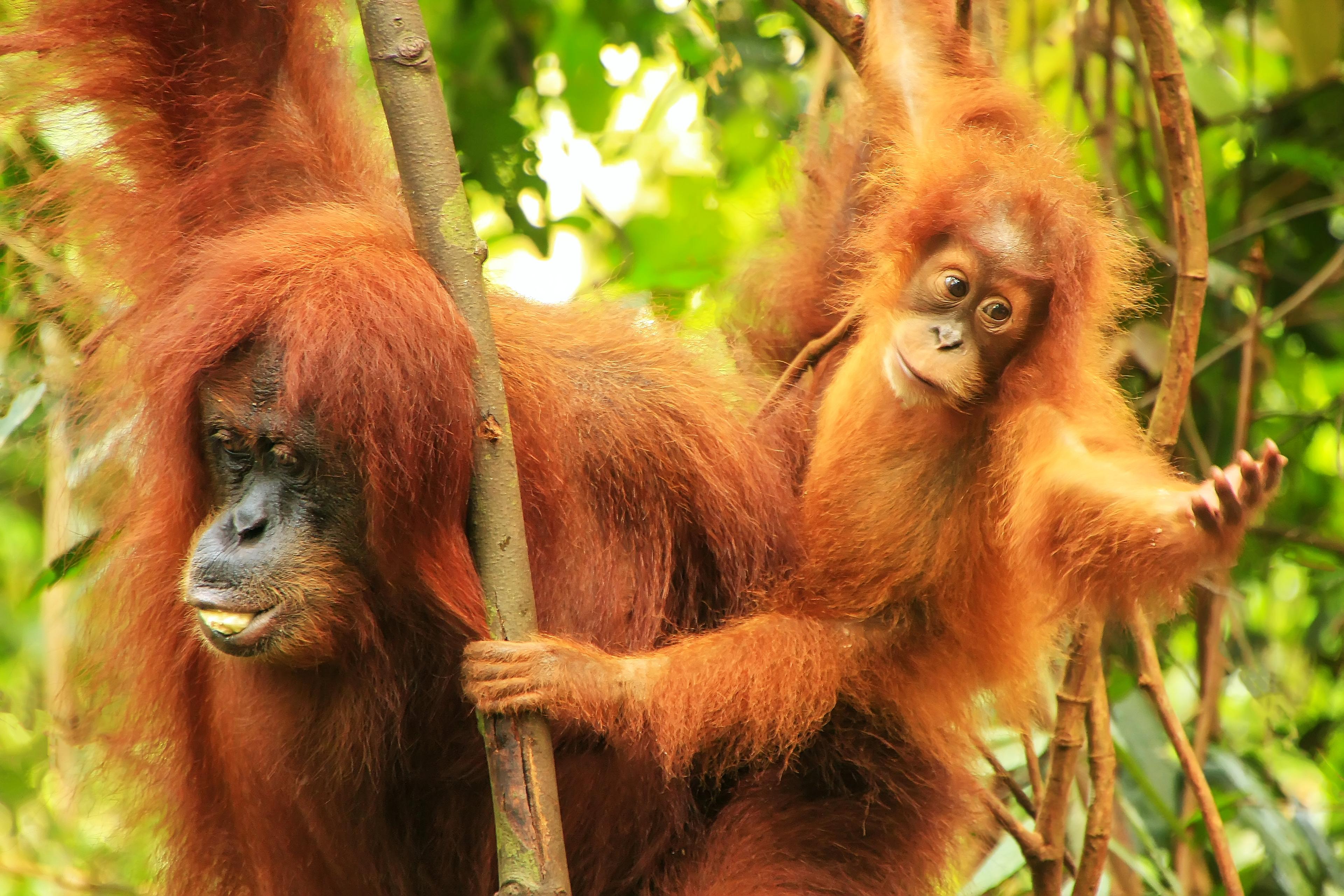 Gunung-Leuser National Park is home to orangutans. A stop in Belawan, Indonesia, allows a visit./Shutterstock