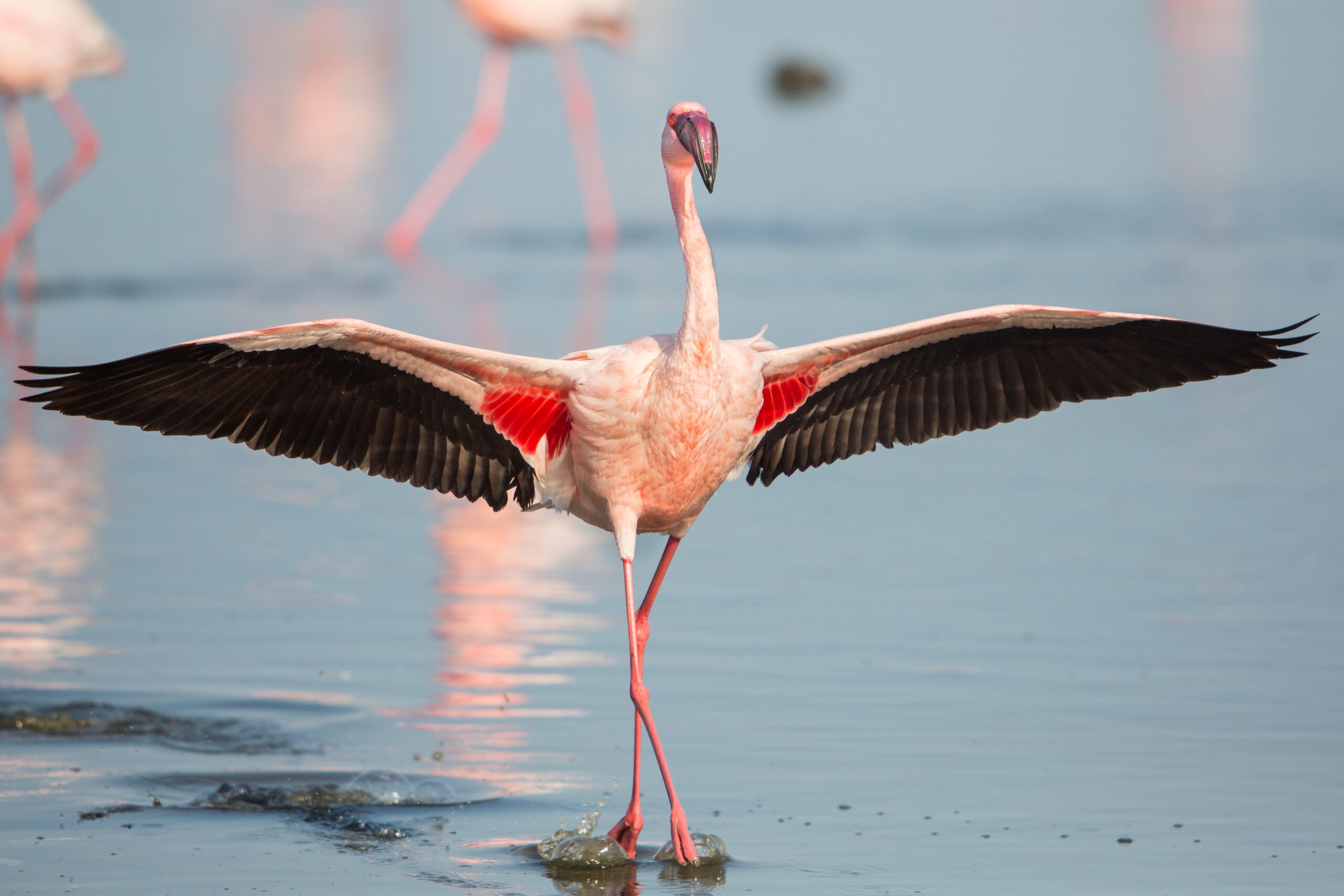 Embrace the flamingos of Walvis Bay, Namibia, and toast the emerging boutique gin boom./Shutterstock