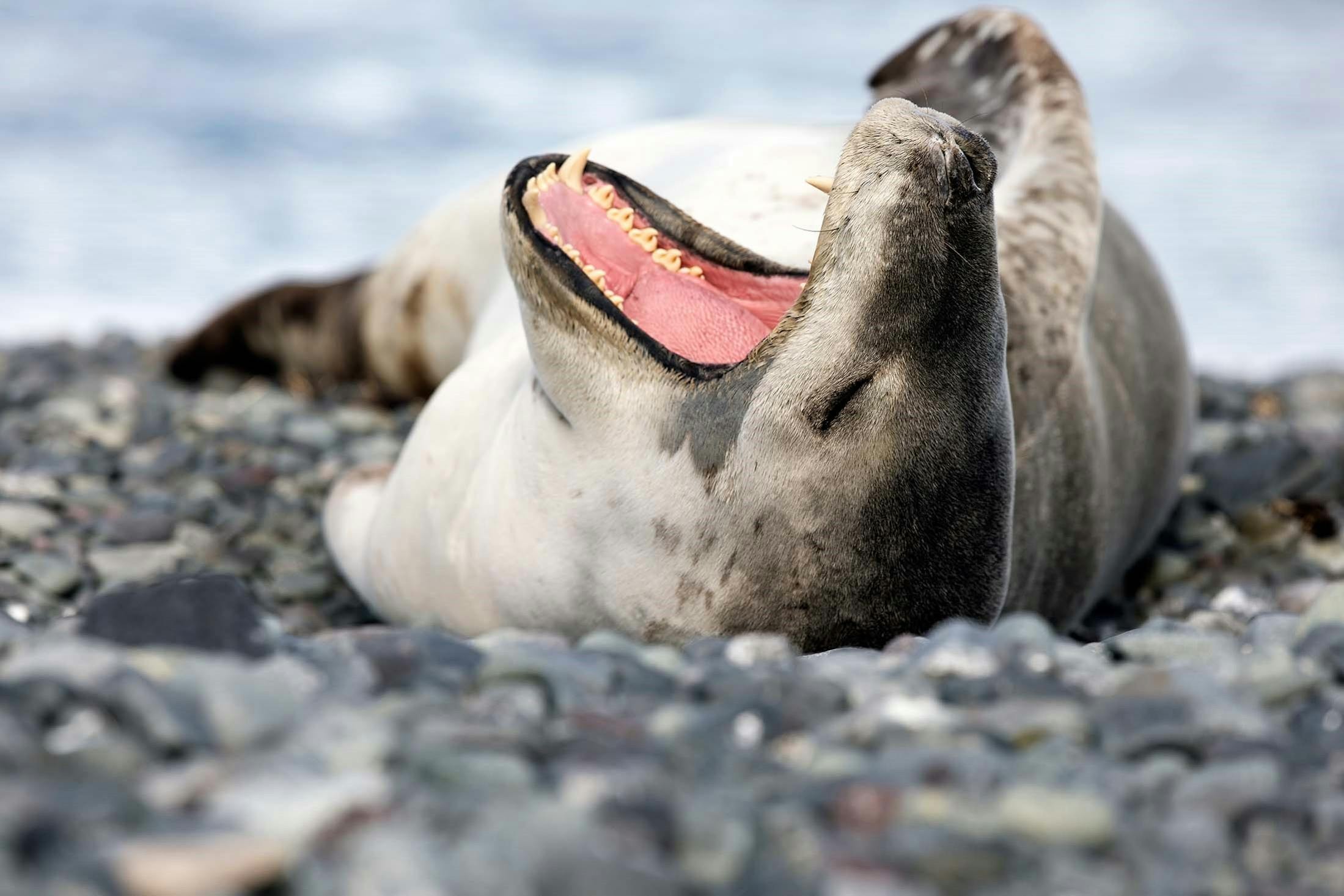Leopard seal, Yankee Harbor, Antarctica./Lucia Griggi