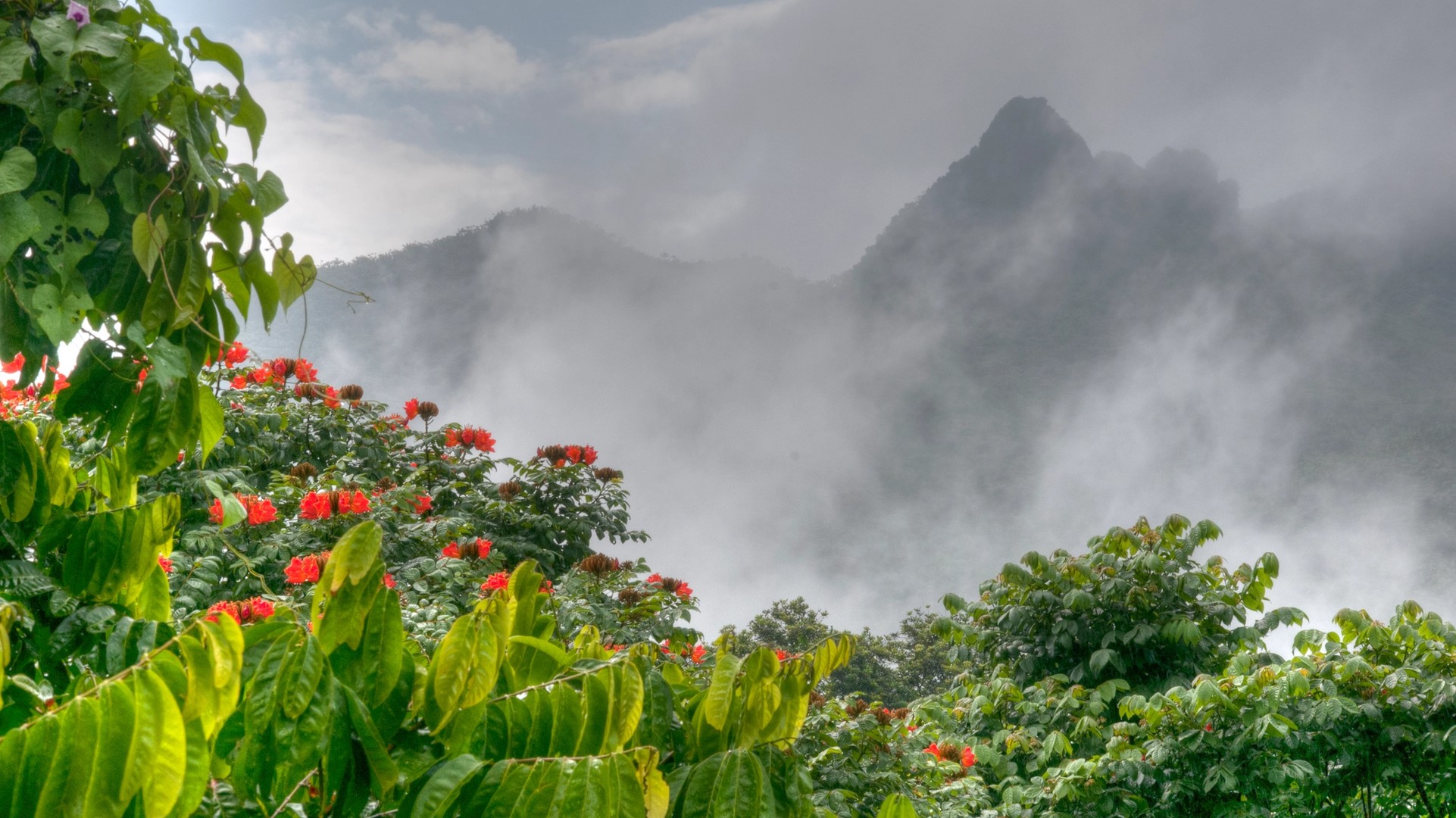 In Puerto Rico, a Rarity: A U.S. Tropical Rain Forest Full of Falls, Fauna, Flowers