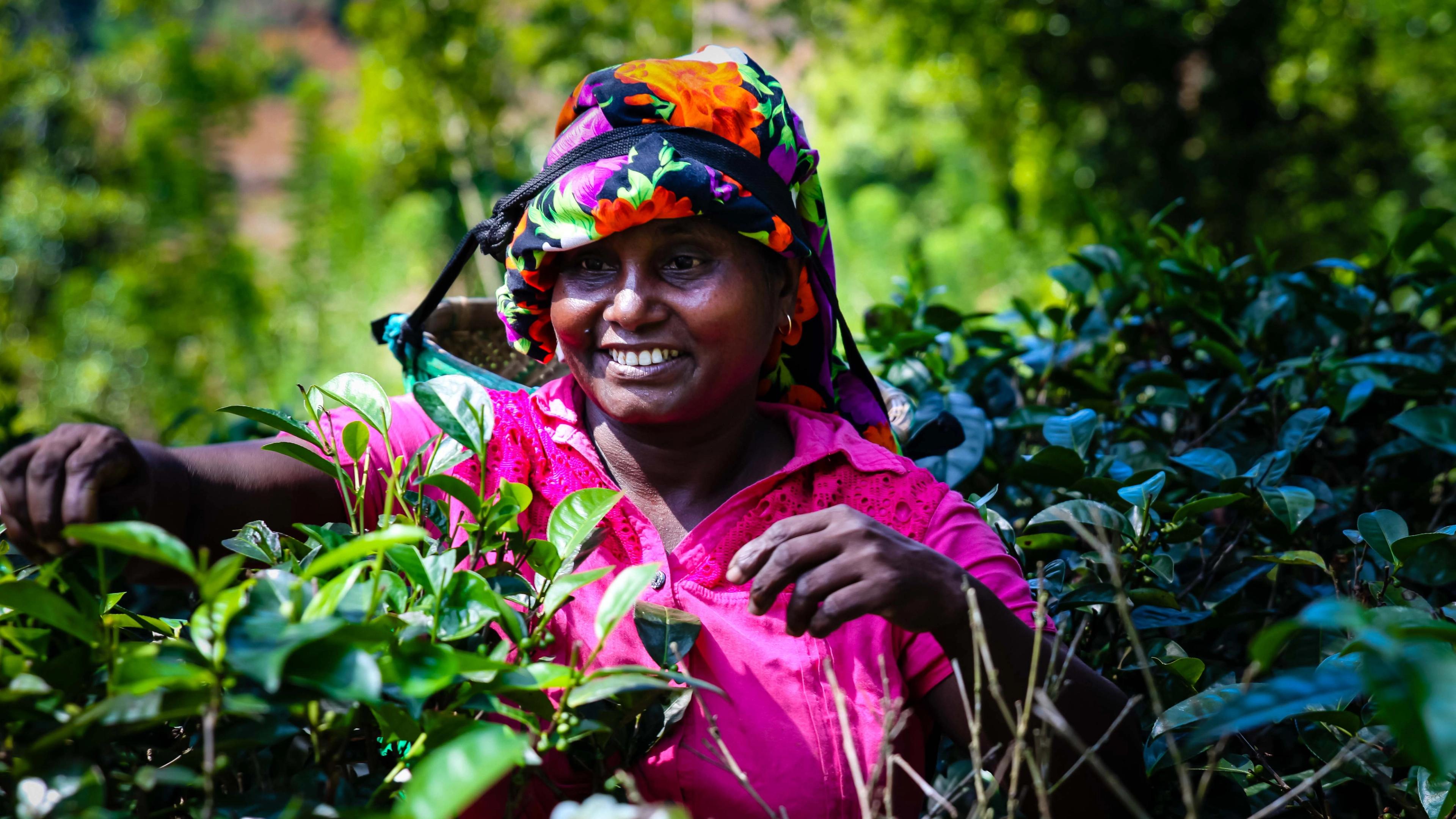 Circumnavigating the Bay of Bengal for Tea, Nature and Much More in Sri Lanka