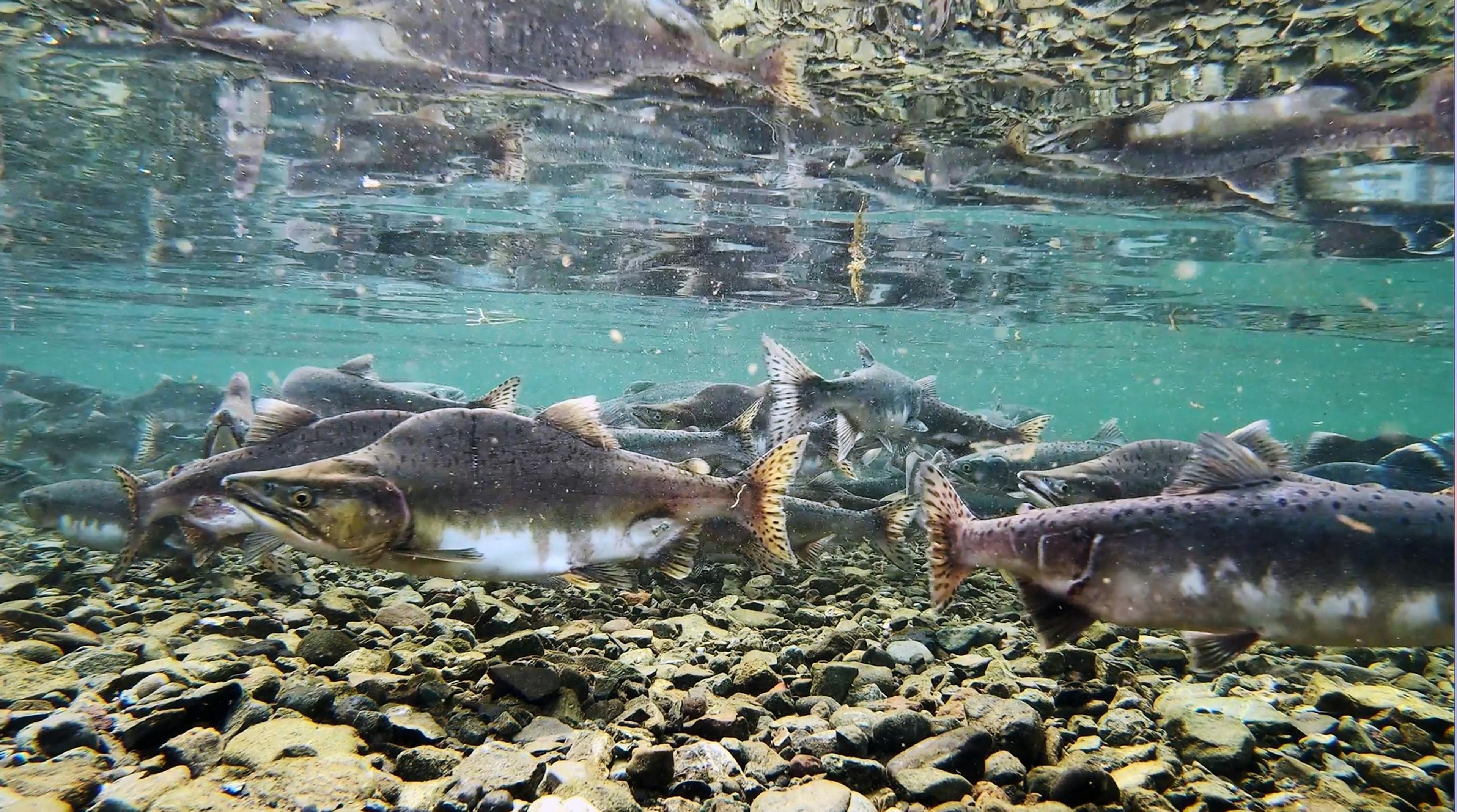 Salmon bury their eggs in permeable gravel./Richard Lynch