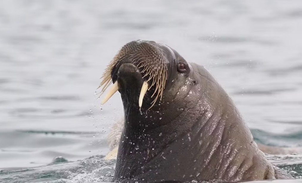 Spotting a walrus in Arctic Svalbard./Photo by Andreas Nuessel for Silversea