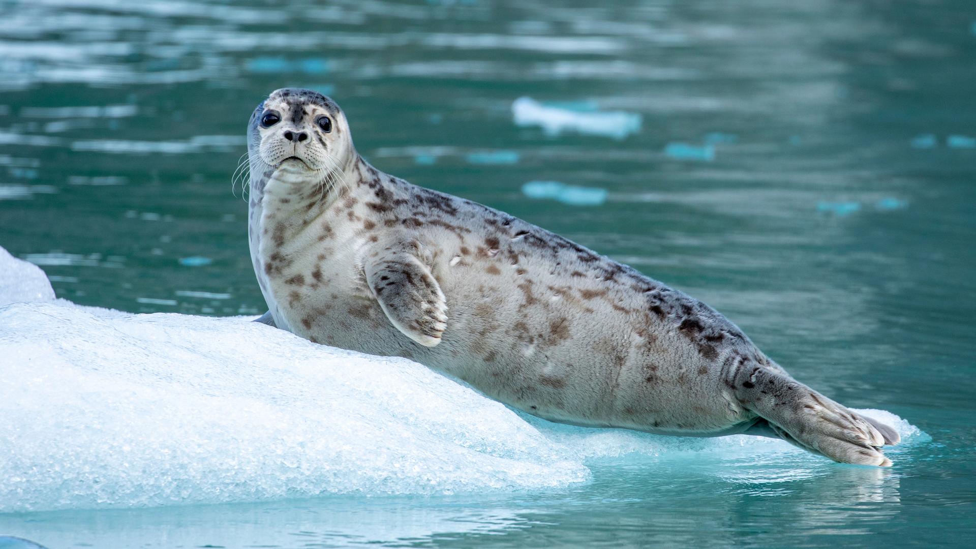 Alaska’s LeConte Bay Features Harbor Seals, Killer Whales and Beautiful Sights