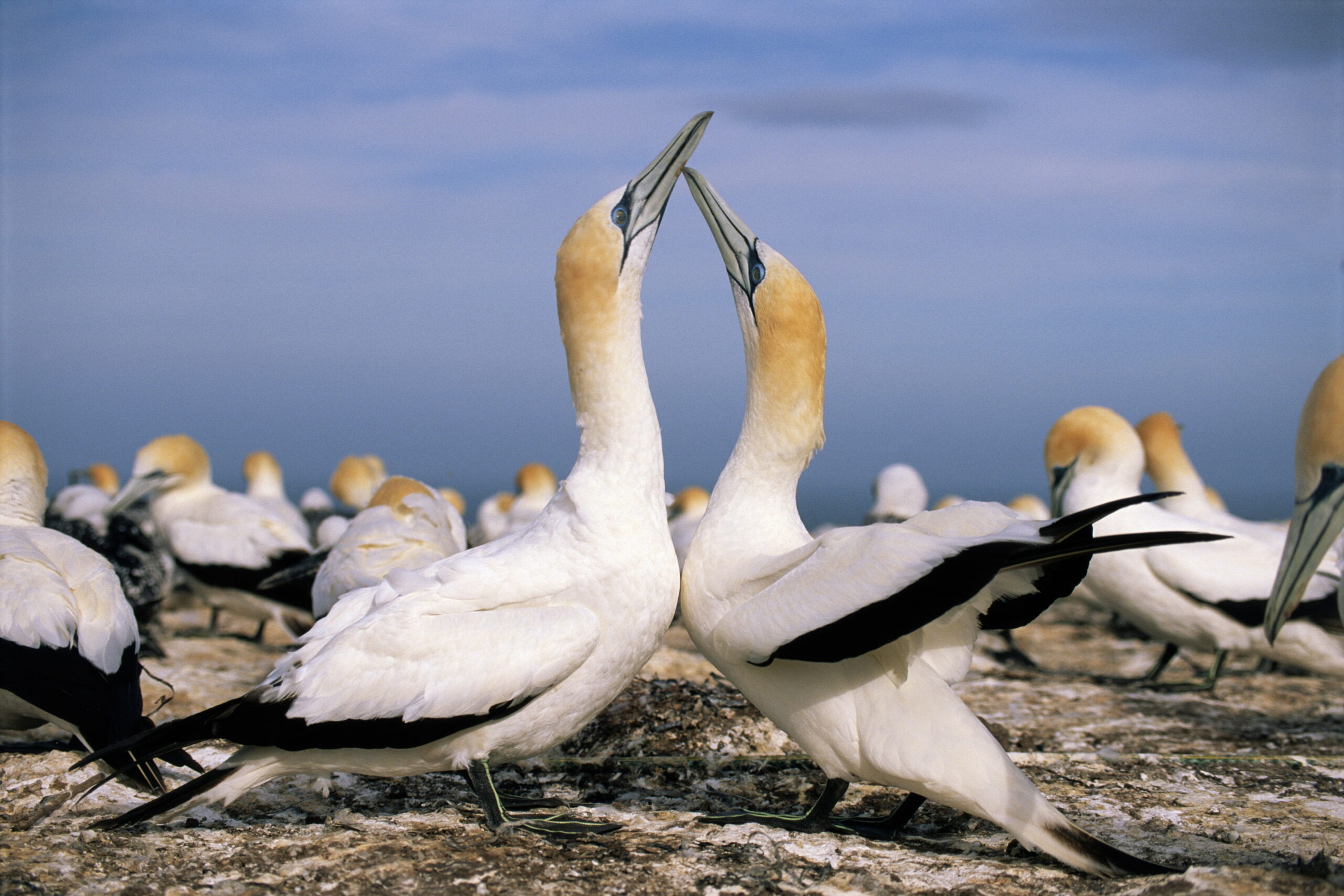 Australasian gannets, courting, a feature of Muriwai/Getty Images