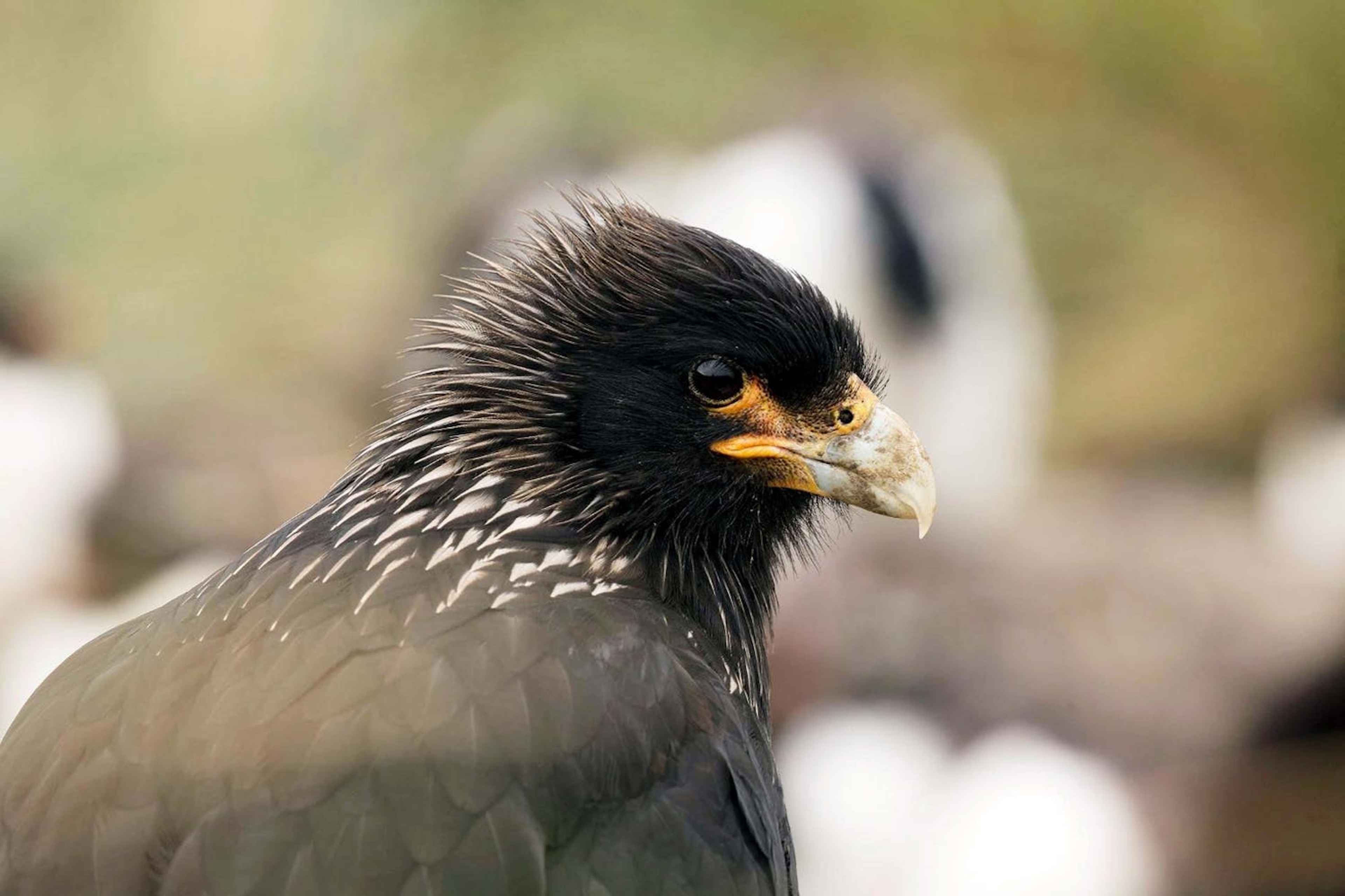 A majestic bird, photographed on West Point Island, Falkland Islands./Lucia Griggi