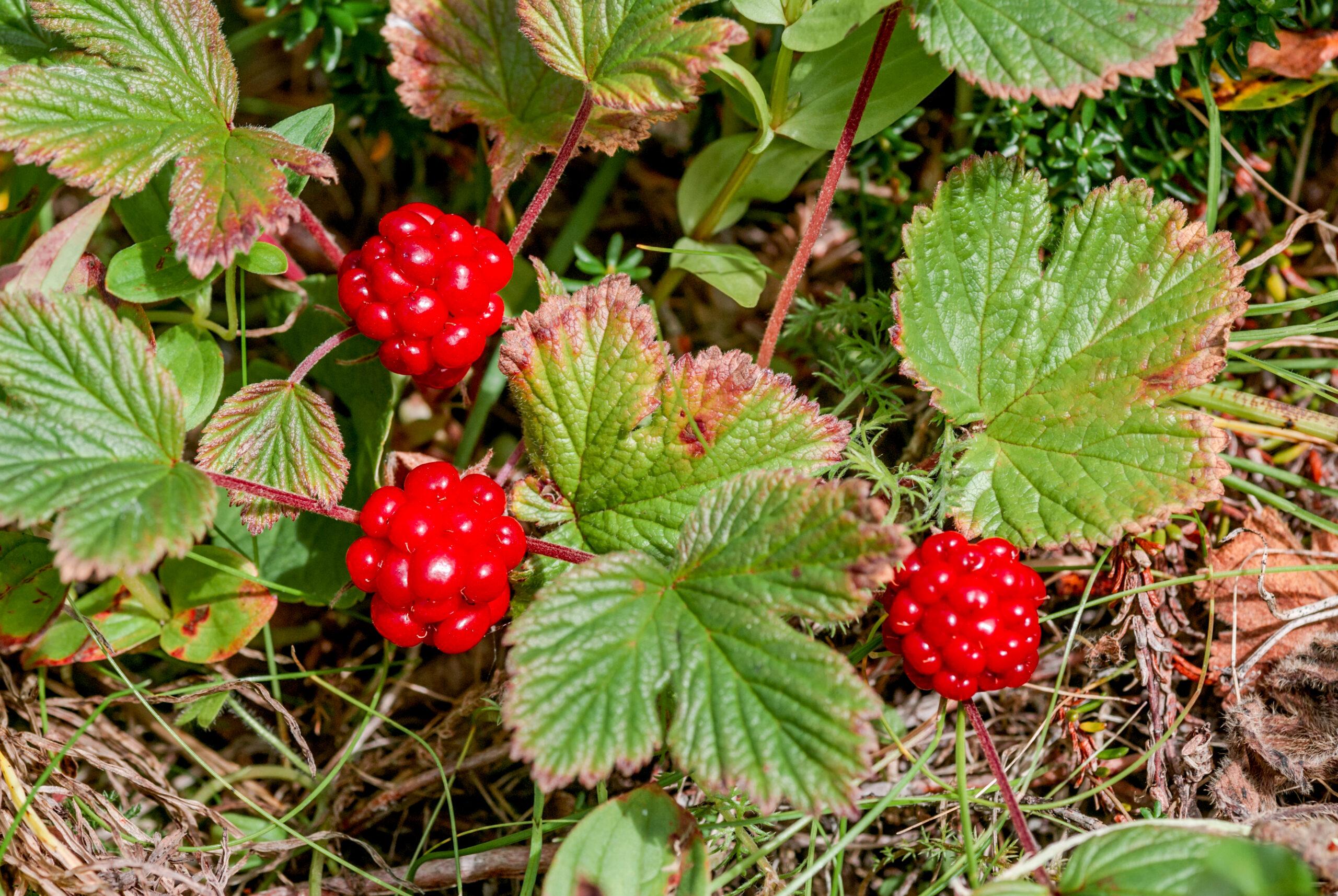 The hard-to-find nangoonberry in the Semidi Islands, Alaska../Shutterstock