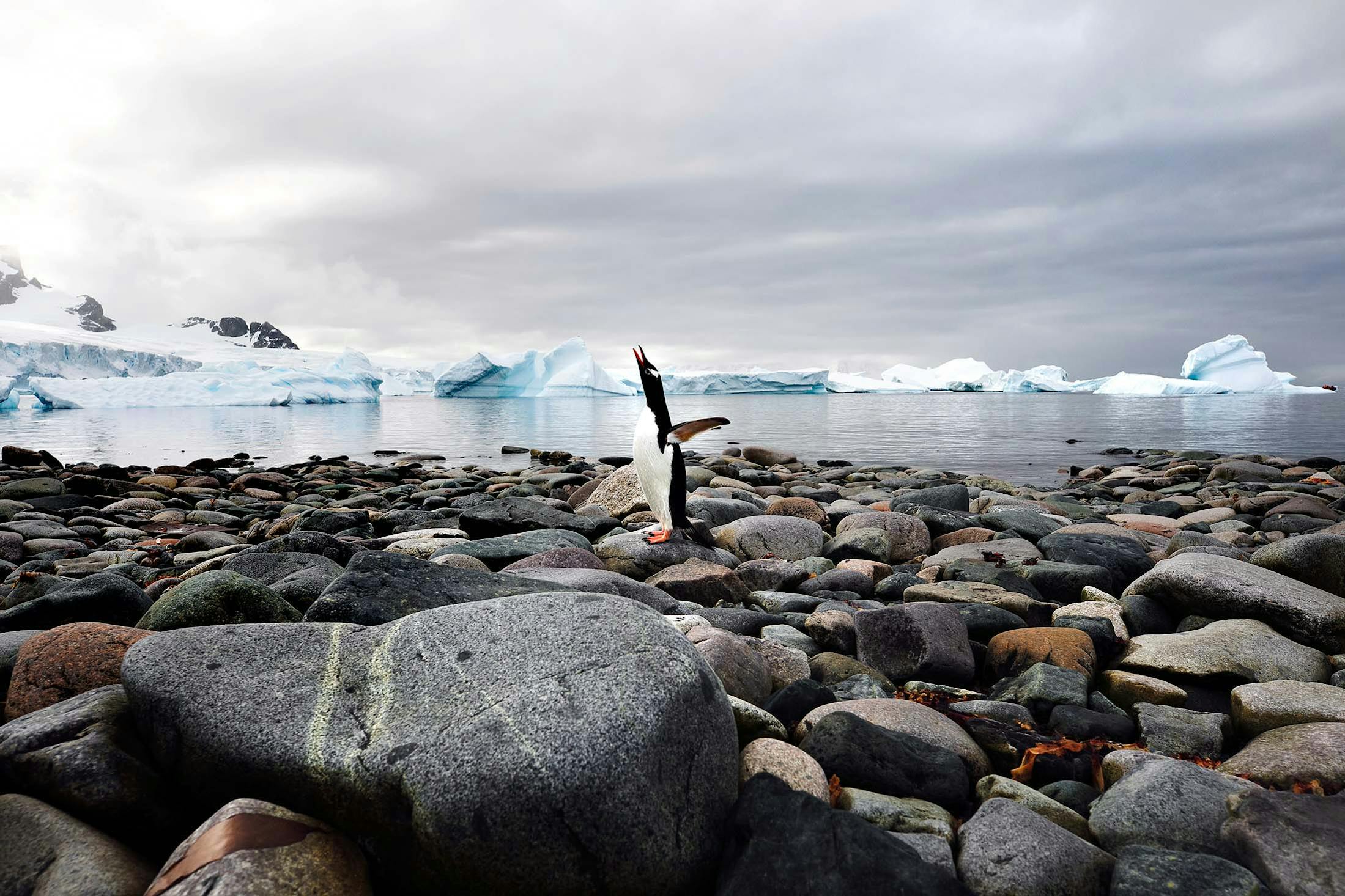 Antarctica Photography in the Wild: Expert Tips for Capturing the Creatures of The Ice