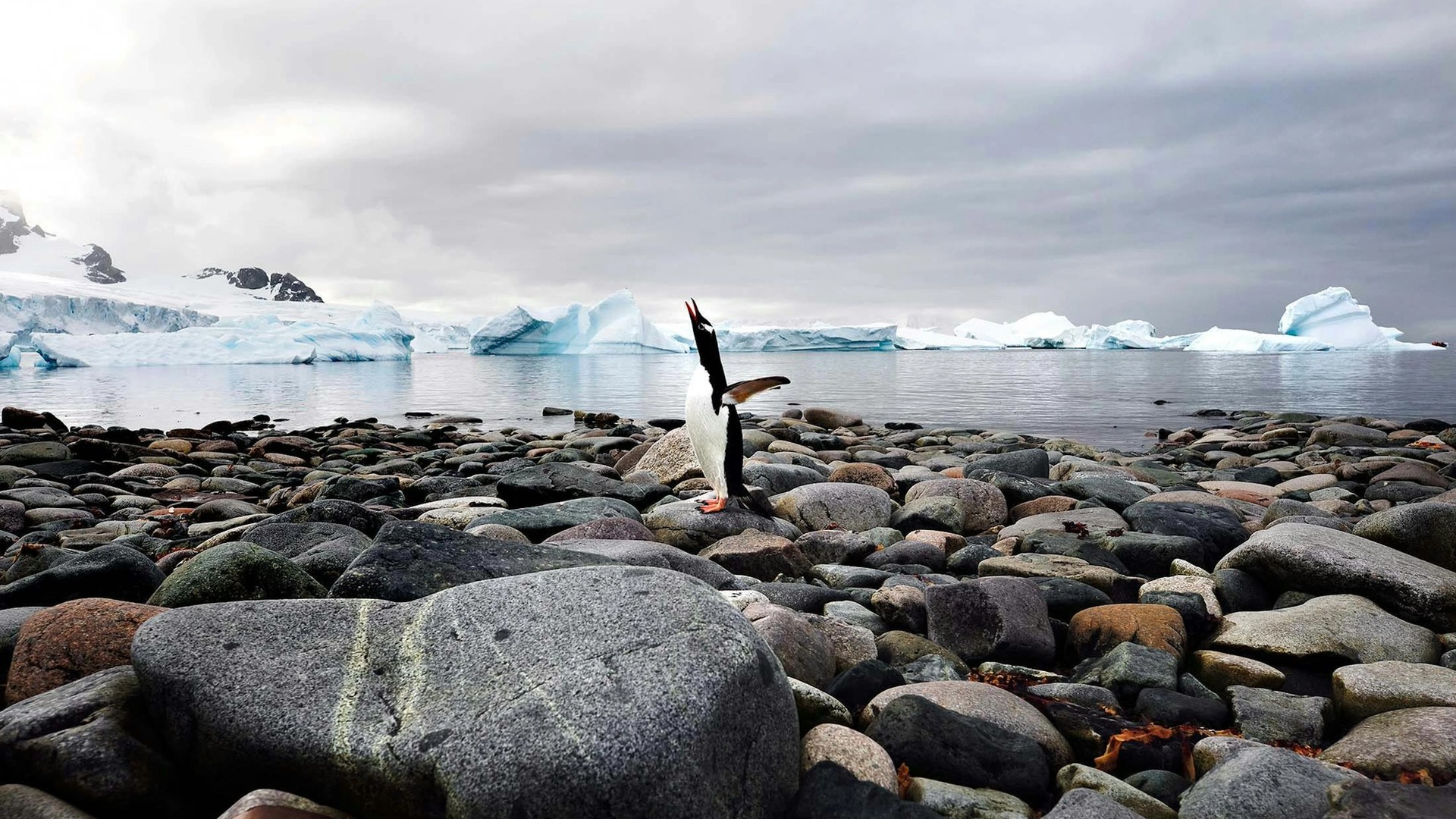 Antarctica Photography in the Wild: Expert Tips for Capturing the Creatures of The Ice